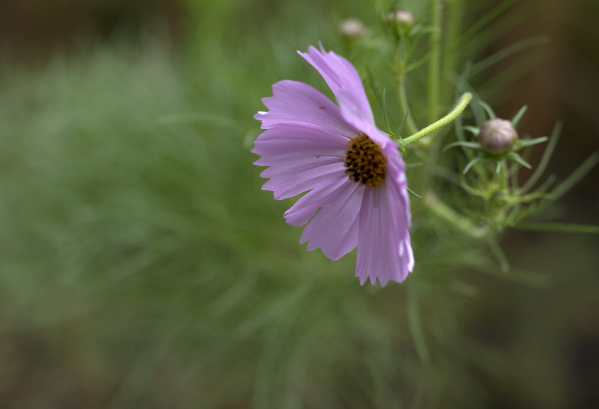 Pentax K-3 II sample photo. Burst photography