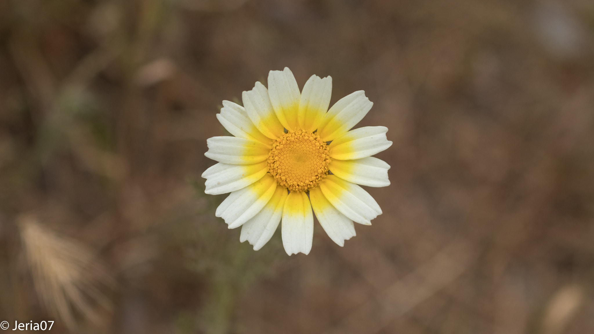 Sigma 50mm F1.4 EX DG HSM sample photo. Little daysi photography