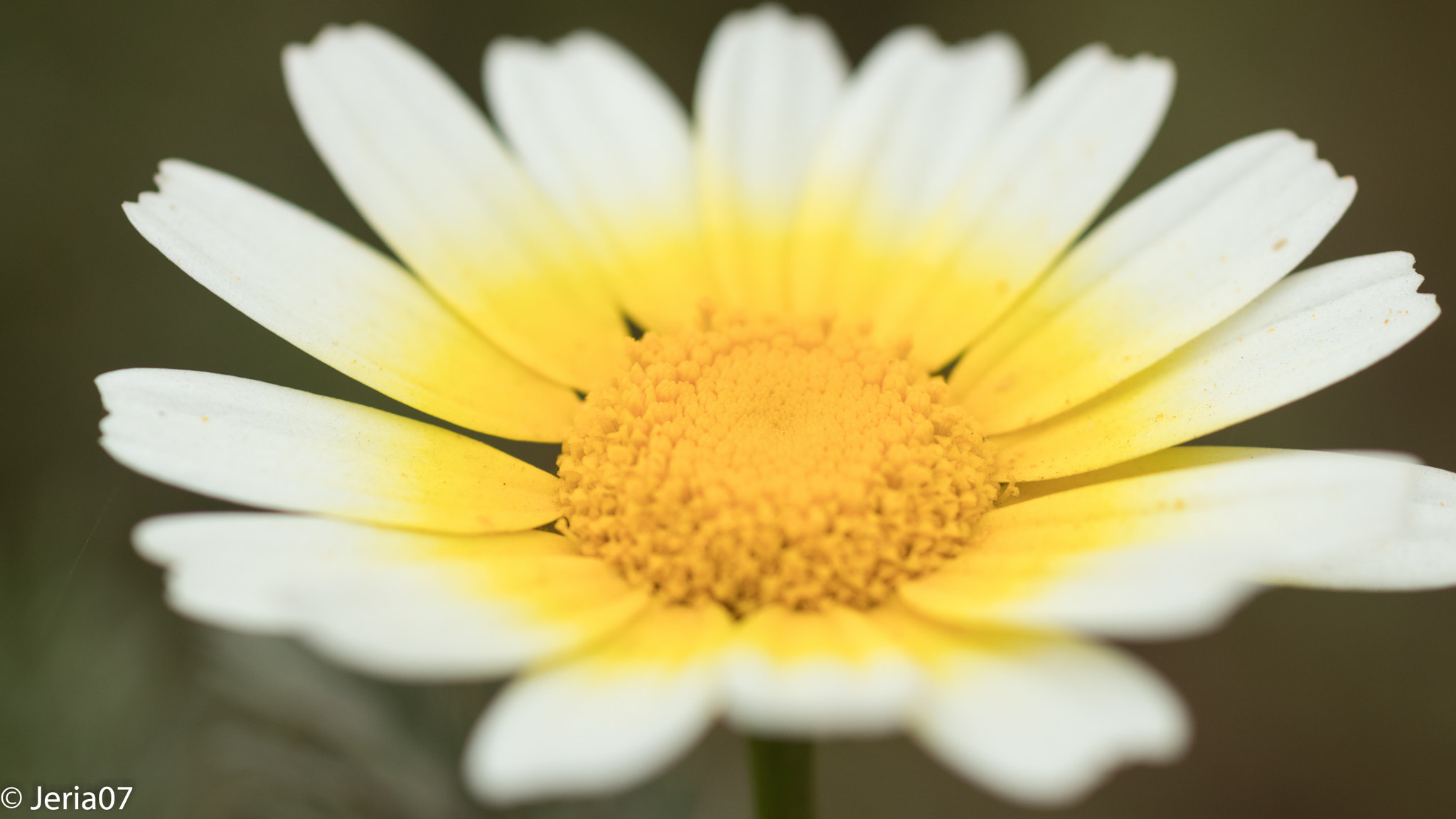 Sigma 50mm F1.4 EX DG HSM sample photo. Buscando el sol photography