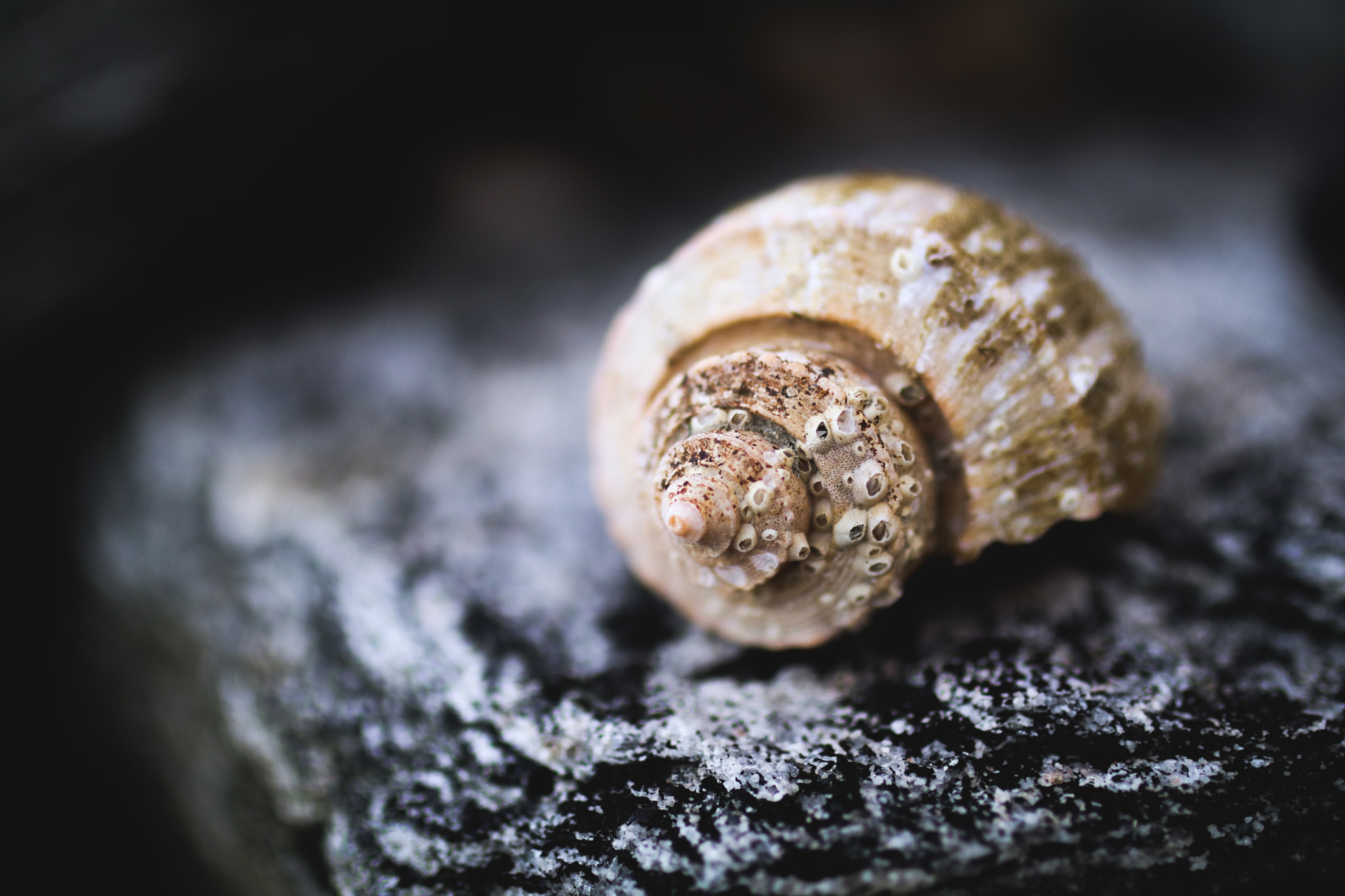 Canon EOS 80D + Sigma 35mm F1.4 DG HSM Art sample photo. Shell photography