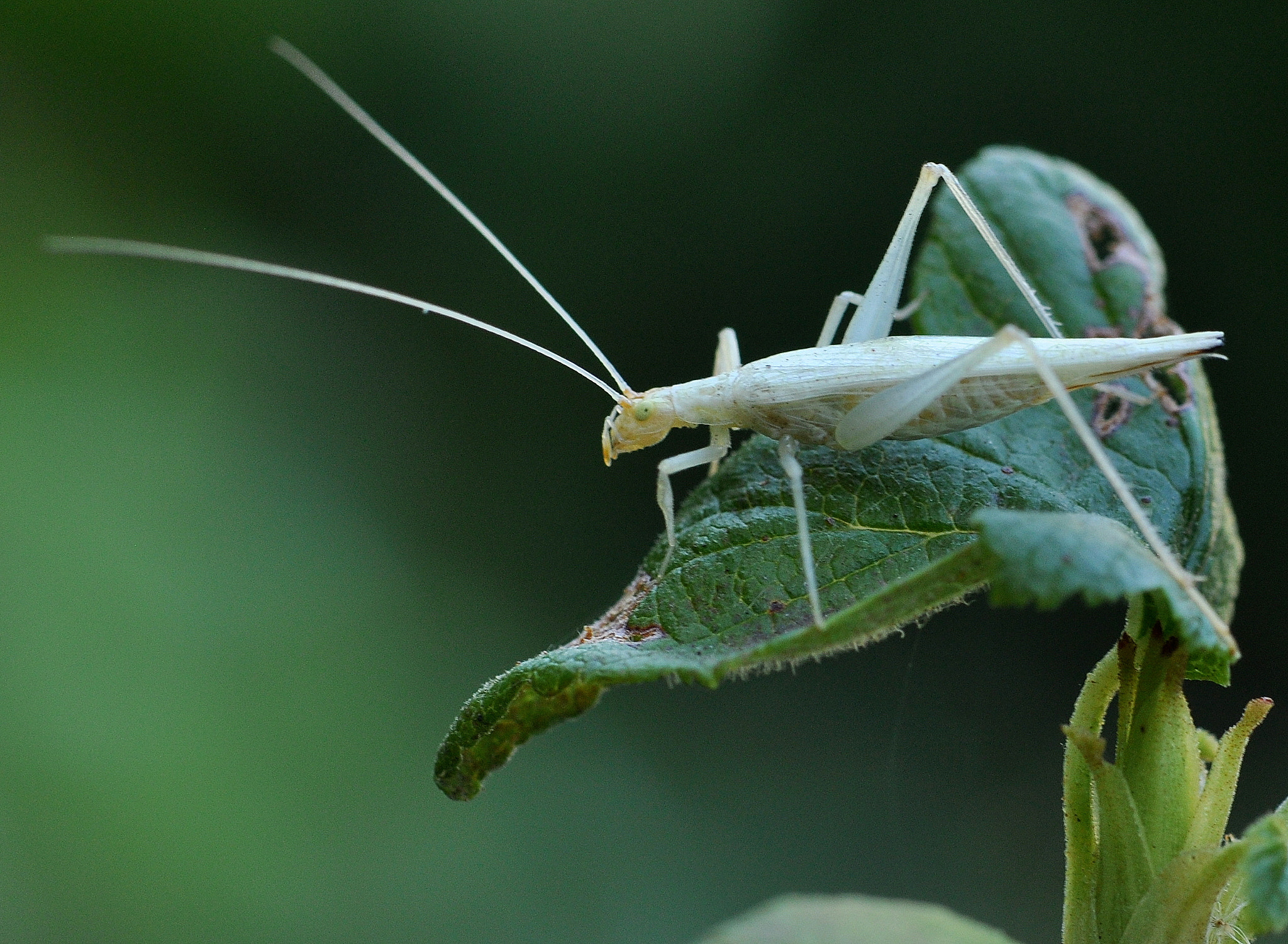 Nikon AF-S DX Micro-Nikkor 85mm F3.5G ED VR sample photo. Tree cricket photography