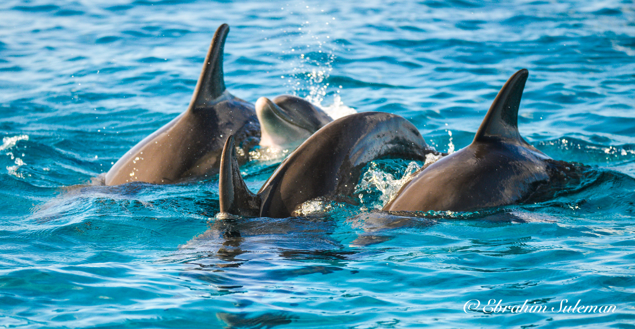 Nikon D800 + Sigma 150-600mm F5-6.3 DG OS HSM | S sample photo. Dolphins...family stroll photography