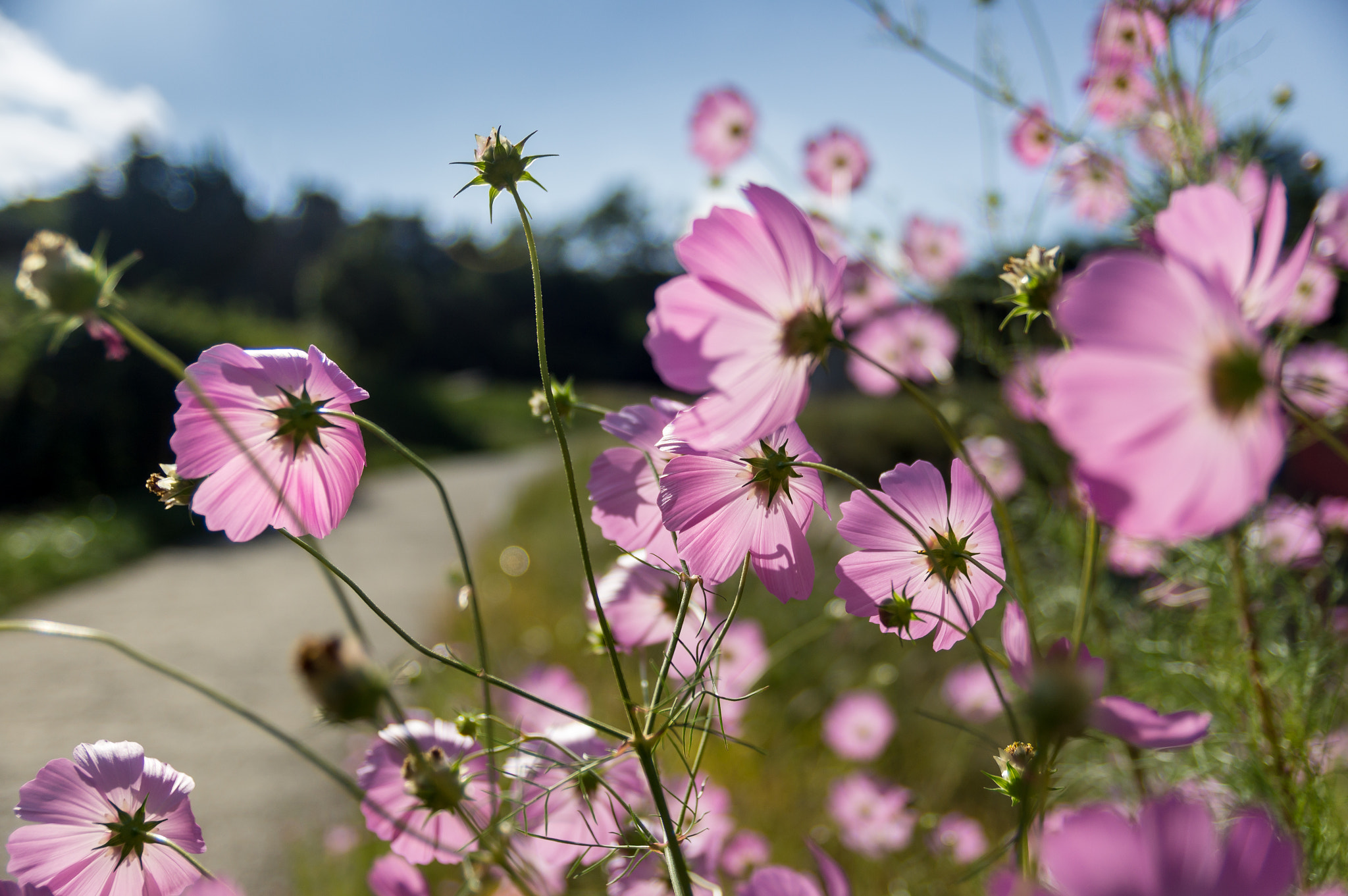 Sony SLT-A55 (SLT-A55V) sample photo. Sign of fall, cosmos photography