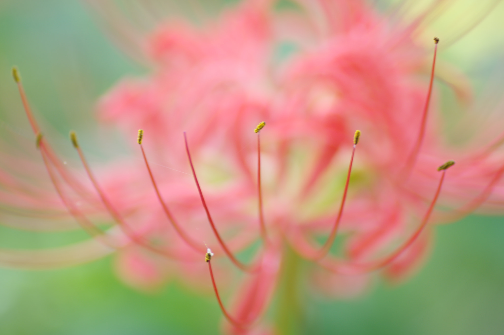 Tamron SP AF 90mm F2.8 Di Macro sample photo. Love me tender photography