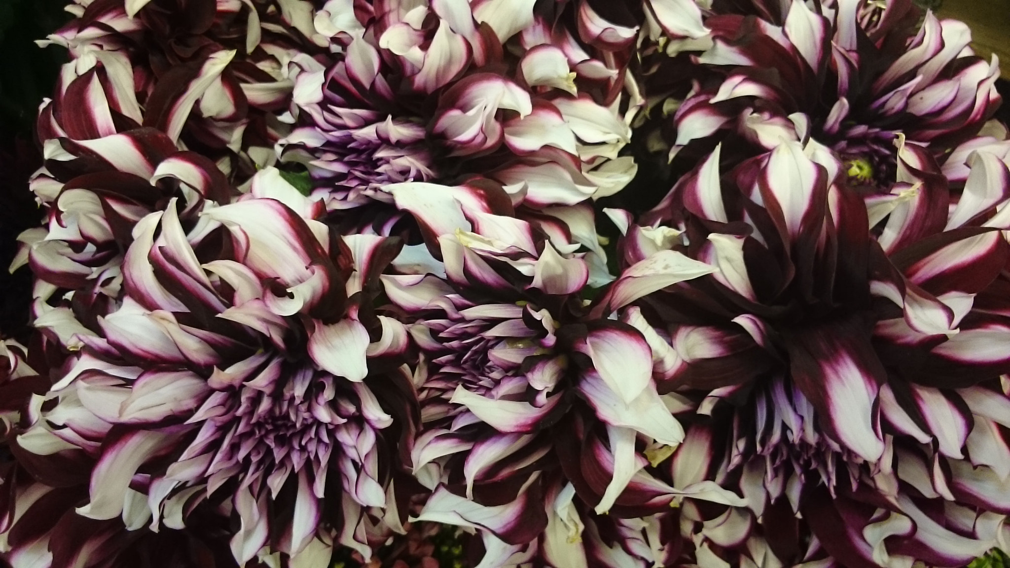 Sony Xperia Z Ultra sample photo. The amazing dahlias. photography