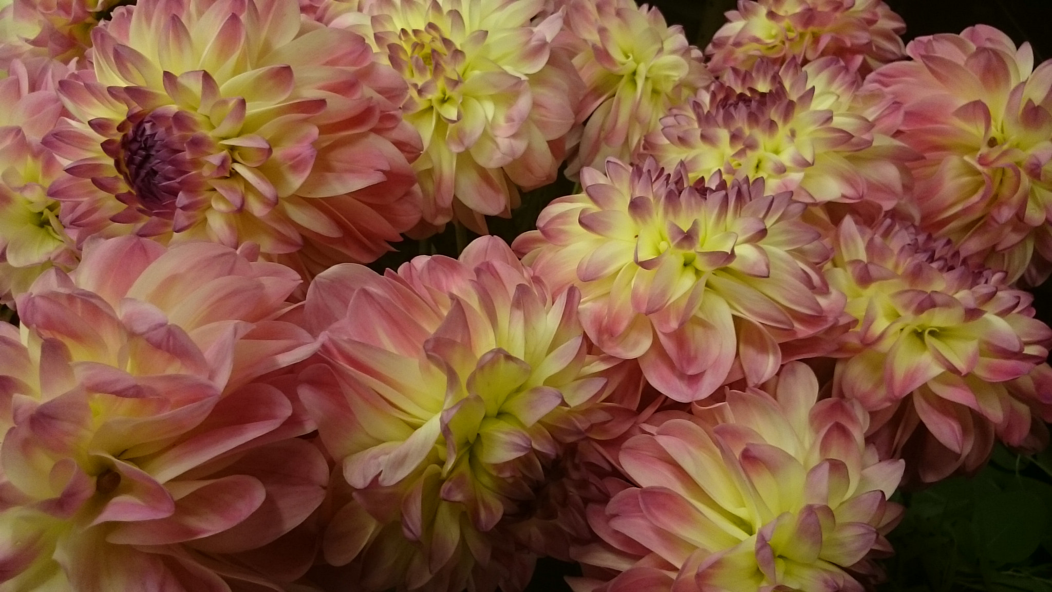 Sony Xperia Z Ultra sample photo