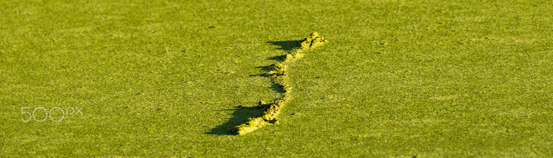 Nikon D810 + Nikon AF-S Nikkor 300mm F4D ED-IF sample photo. There is a disturbance in the force. photography