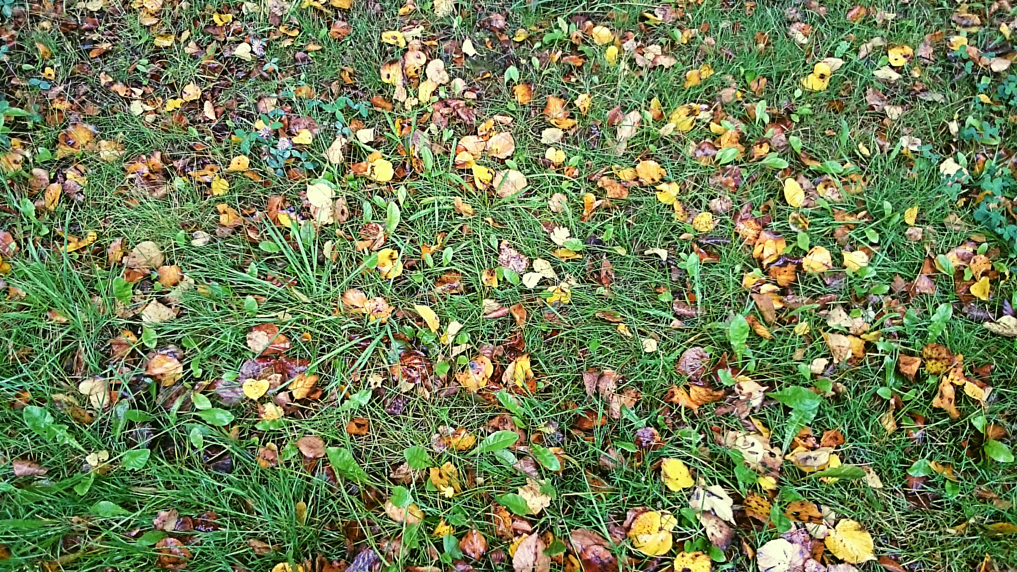 Sony Xperia Z Ultra sample photo. Autumn...  photography