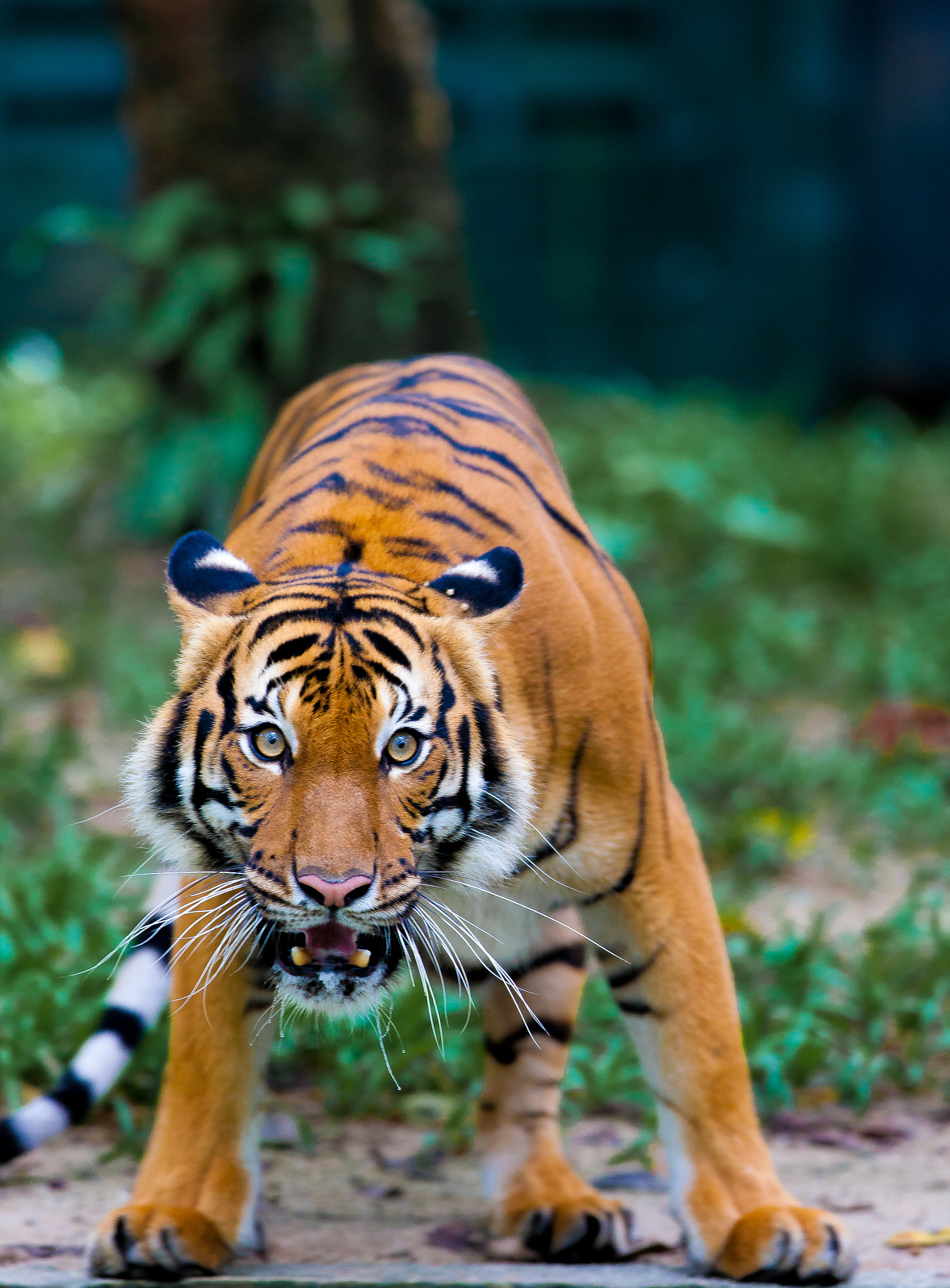 Canon EOS-1Ds Mark III sample photo. Tiger photography