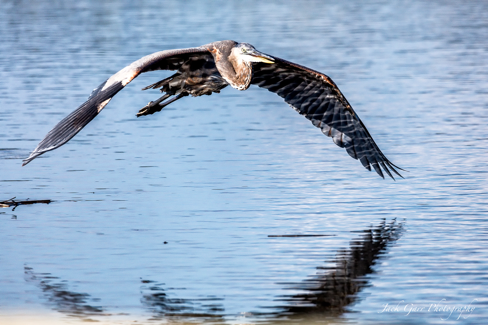 150-600mm F5-6.3 DG OS HSM | Sports 014 sample photo. Great blue heron in flight photography