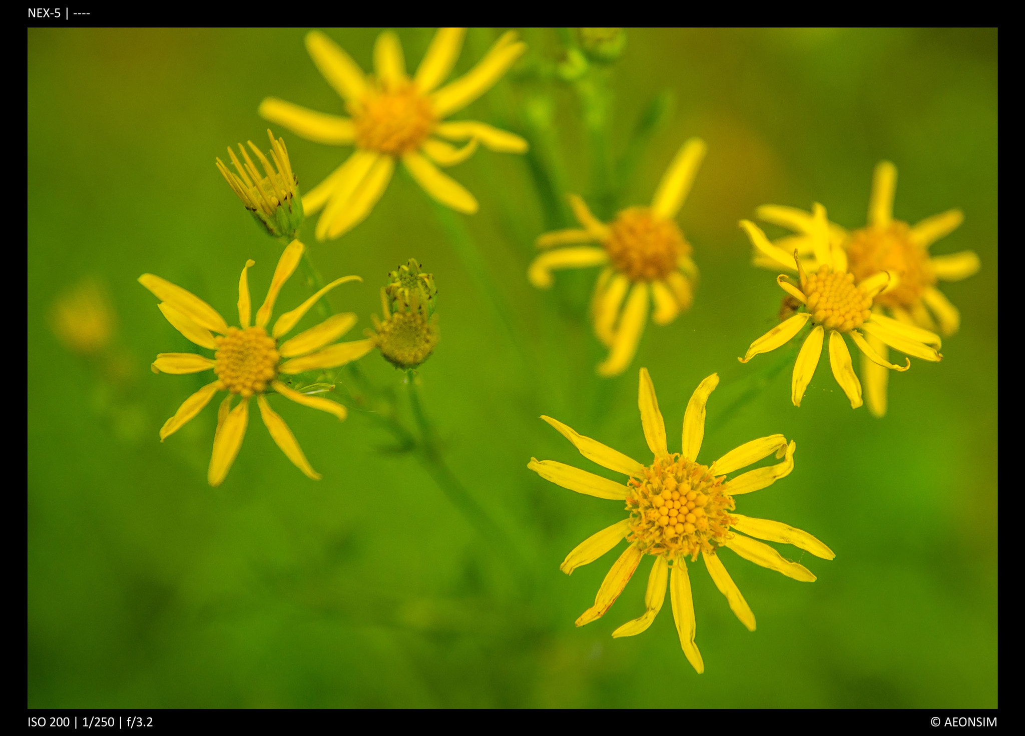 Sony Alpha NEX-5 + Tamron SP 24-70mm F2.8 Di VC USD sample photo. Daisy photography