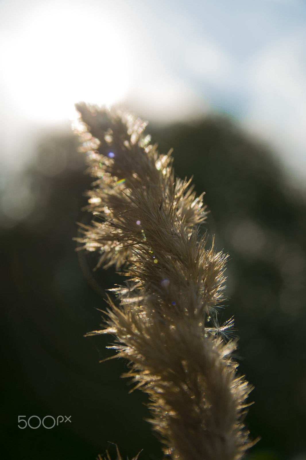 Sigma 17-70mm F2.8-4 DC Macro OS HSM sample photo. Light photography