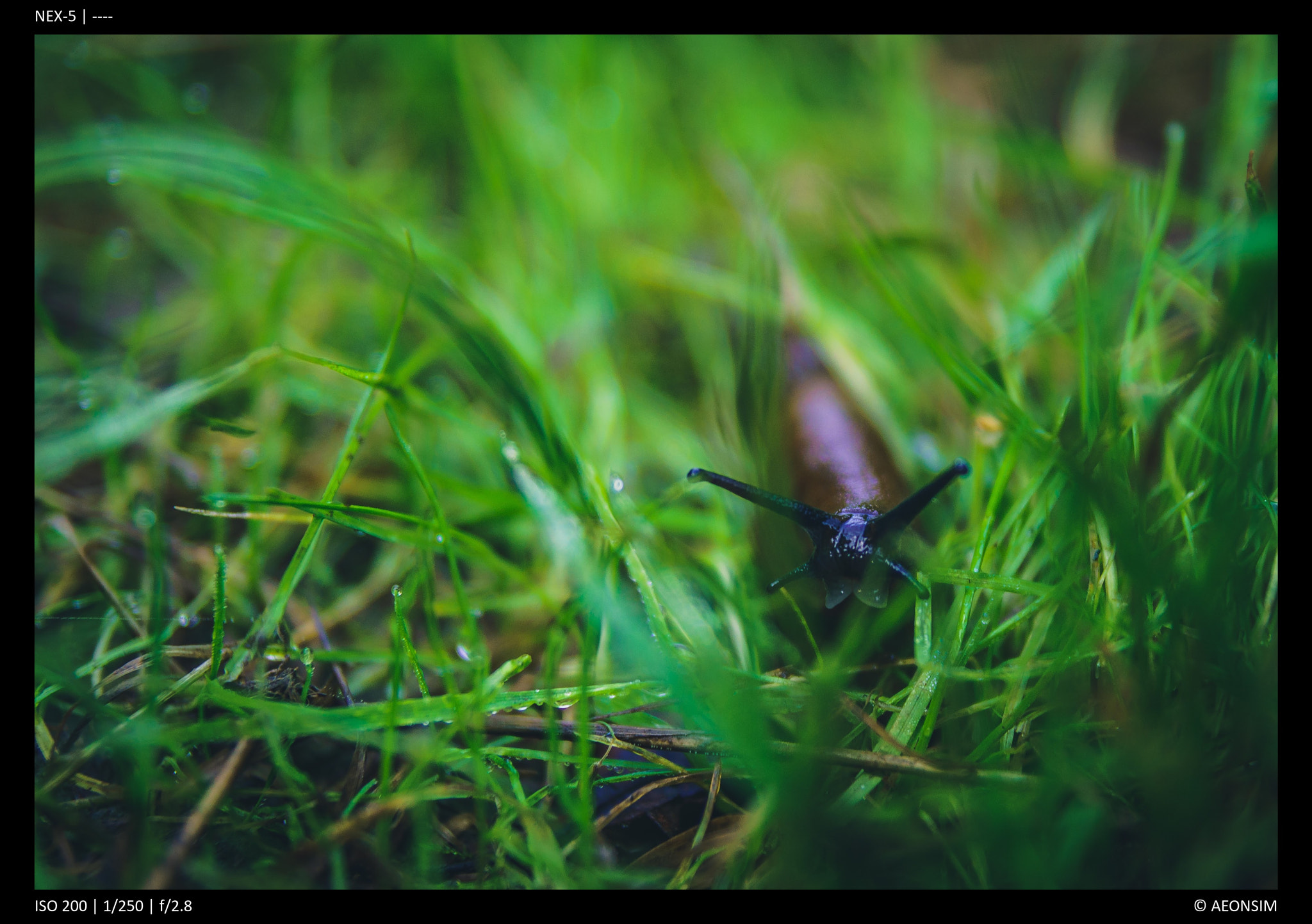 Sony Alpha NEX-5 + Tamron SP 24-70mm F2.8 Di VC USD sample photo. Alien invader photography