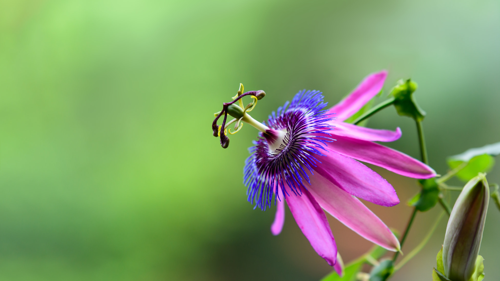 Tamron SP 70-200mm F2.8 Di VC USD sample photo. Beauty photography