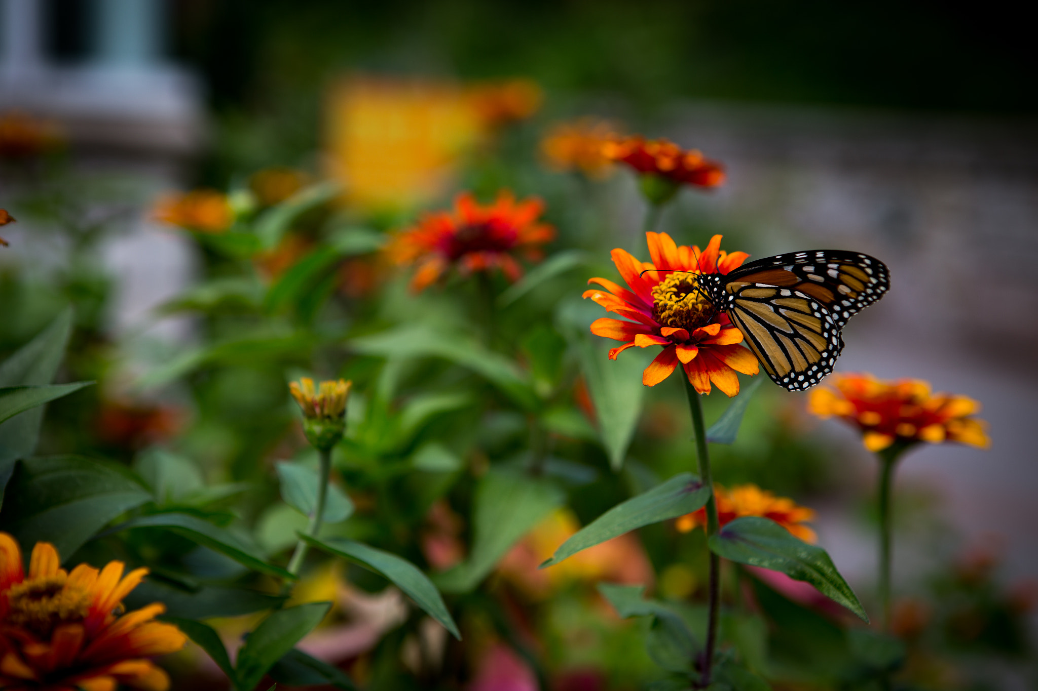 Canon EOS-1D C + Canon EF 24-70mm F2.8L USM sample photo. Monarch butterfly danaus plexippus photography