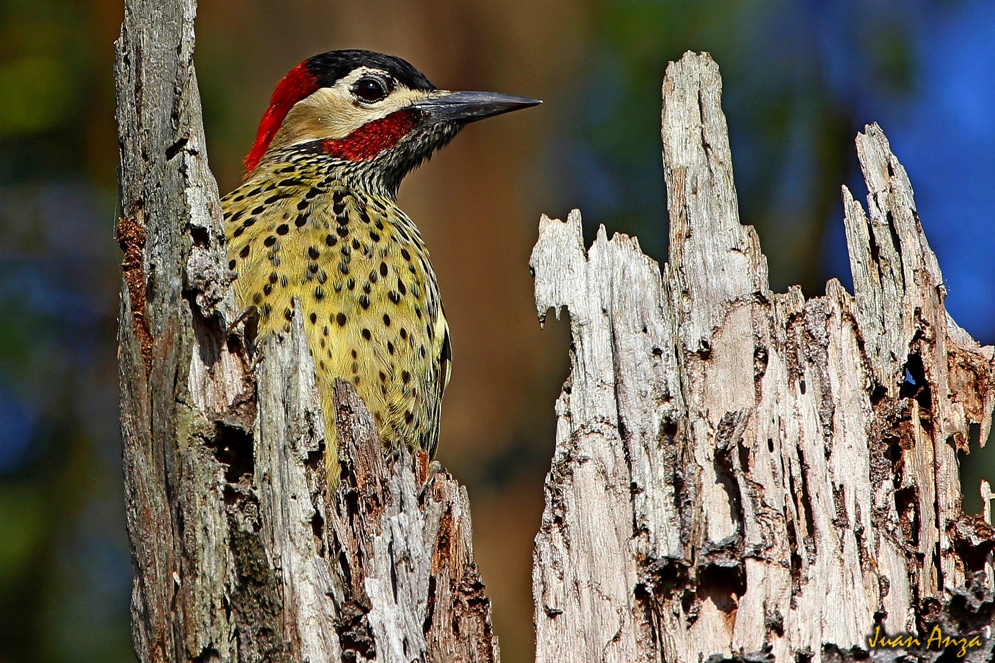 Canon EF 100-400mm F4.5-5.6L IS USM sample photo. Green-barred woodpecker - male photography