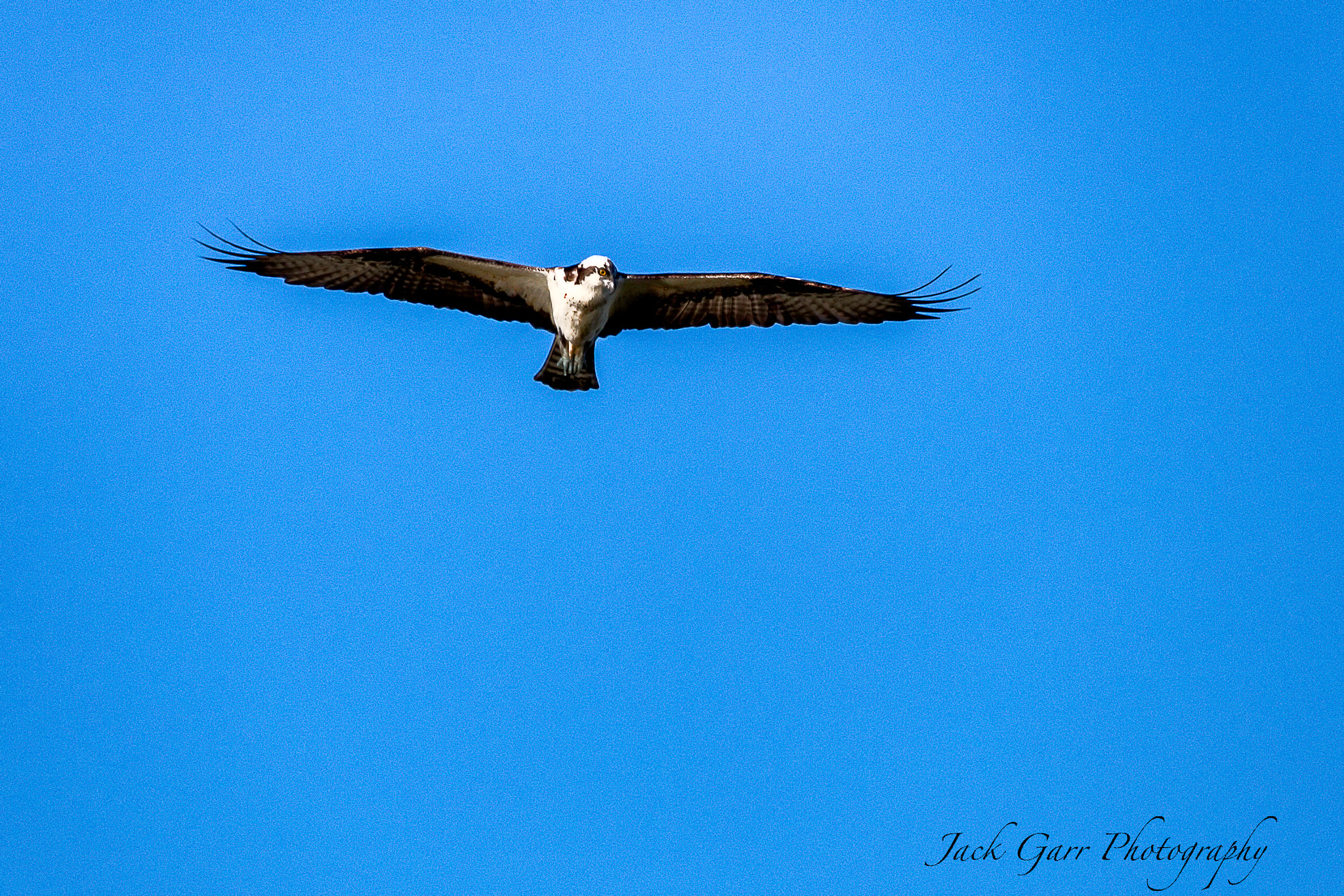 150-600mm F5-6.3 DG OS HSM | Sports 014 sample photo. Osprey in flight photography