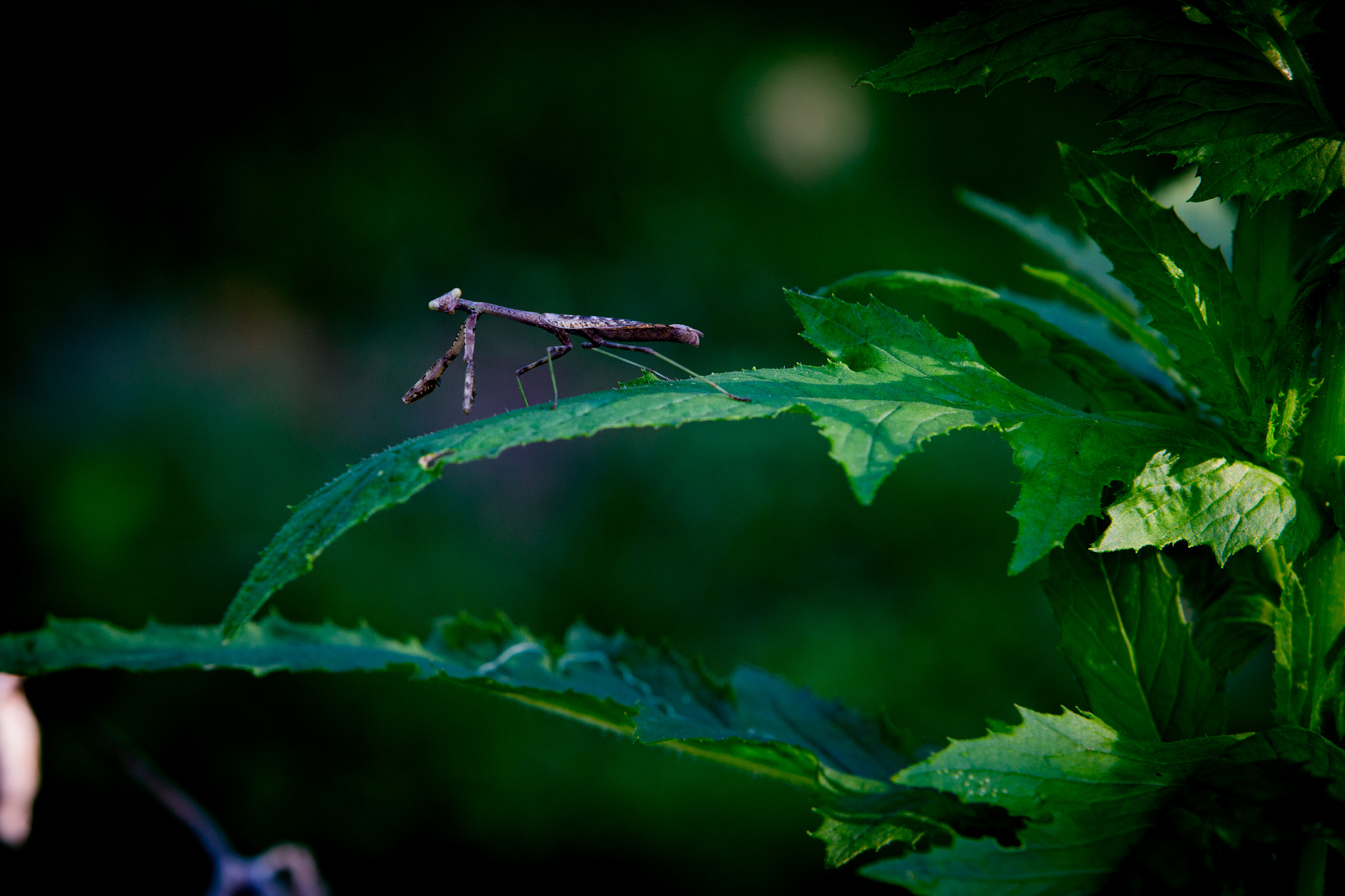 Canon EOS-1D C + Canon EF 70-200mm F2.8L IS USM sample photo. Praying mantis photography