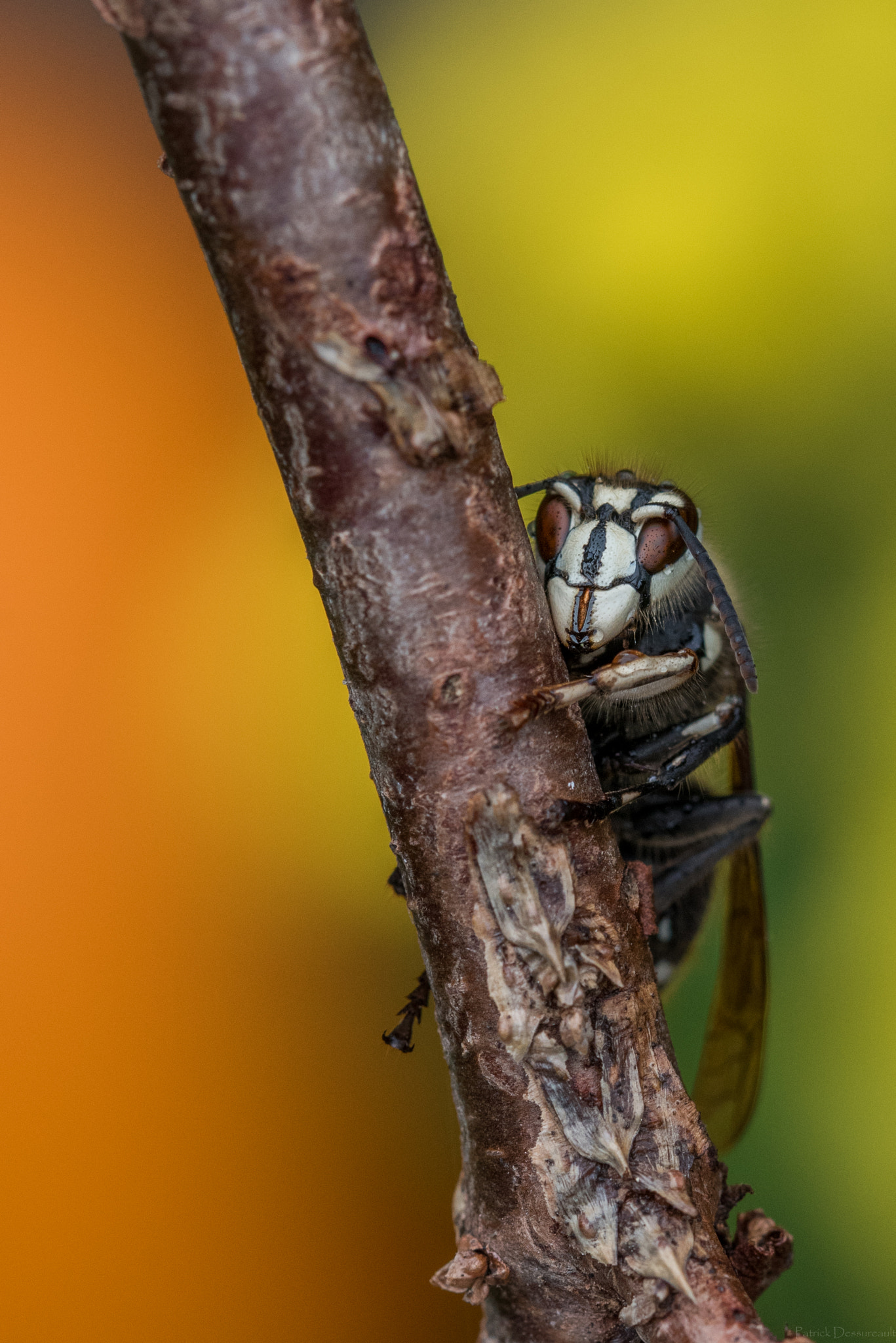 Sigma 105mm F2.8 EX DG OS HSM sample photo. Dsc photography