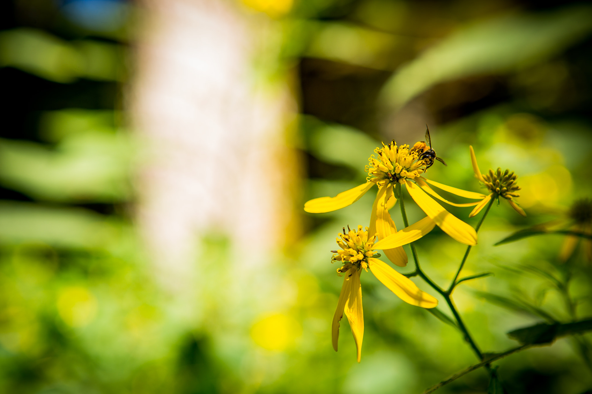 Canon EOS-1D C + Canon EF 24-70mm F2.8L USM sample photo. Honey bee photography