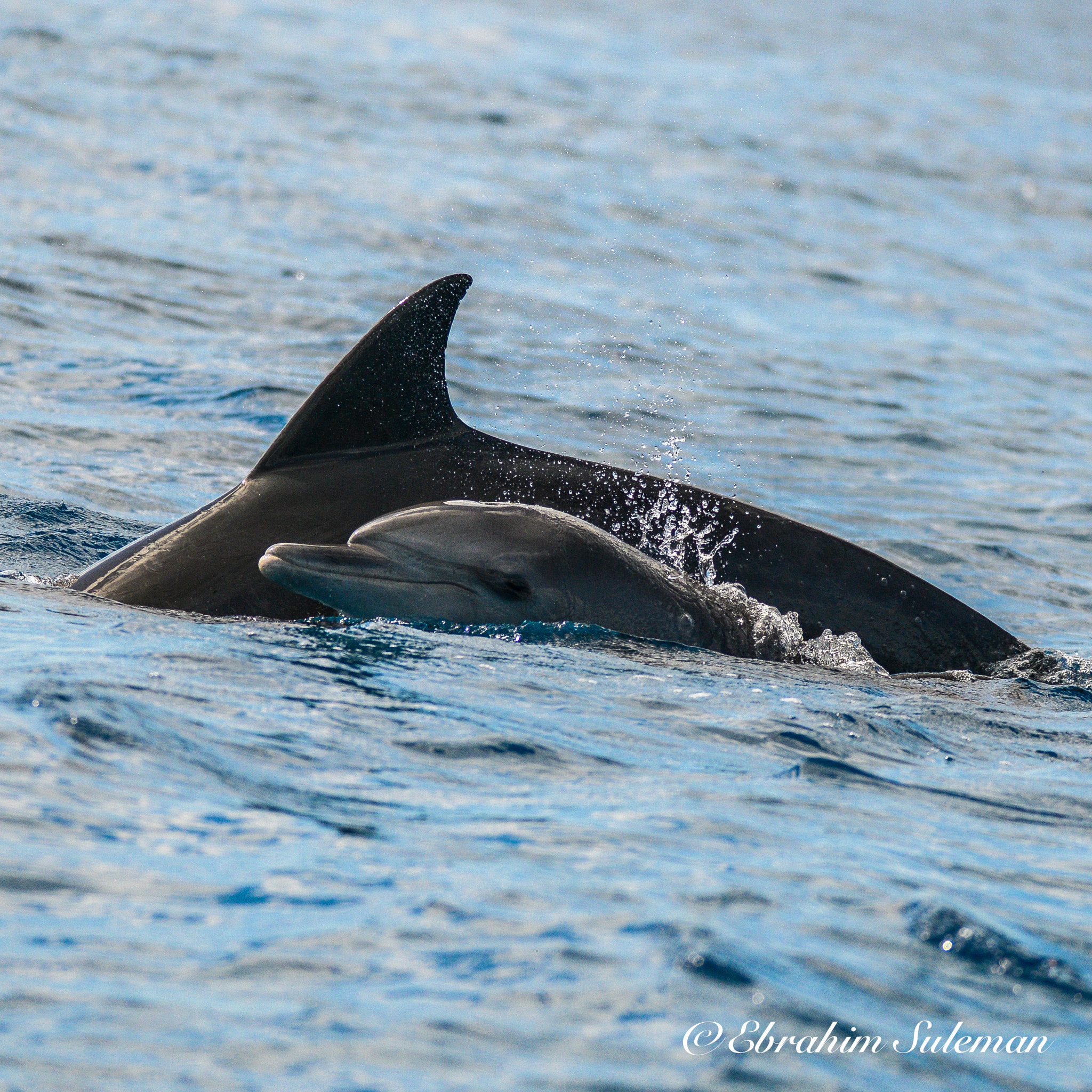 Sigma 150-600mm F5-6.3 DG OS HSM | S sample photo. Baby dolphin photography