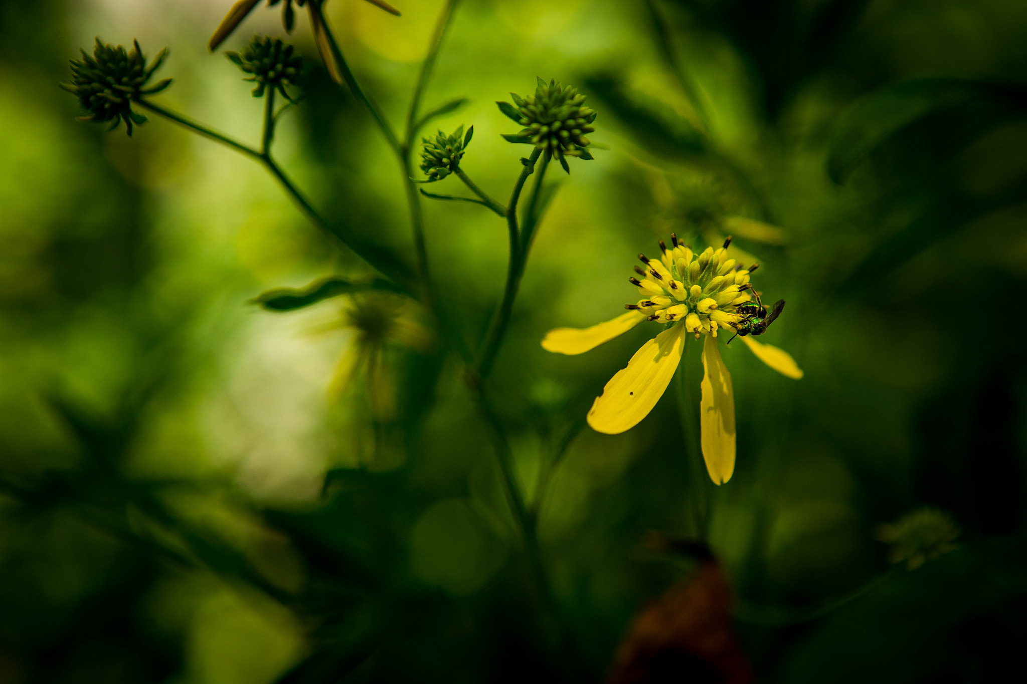 Canon EOS-1D C + Canon EF 24-70mm F2.8L USM sample photo. Agapostemon texanus photography