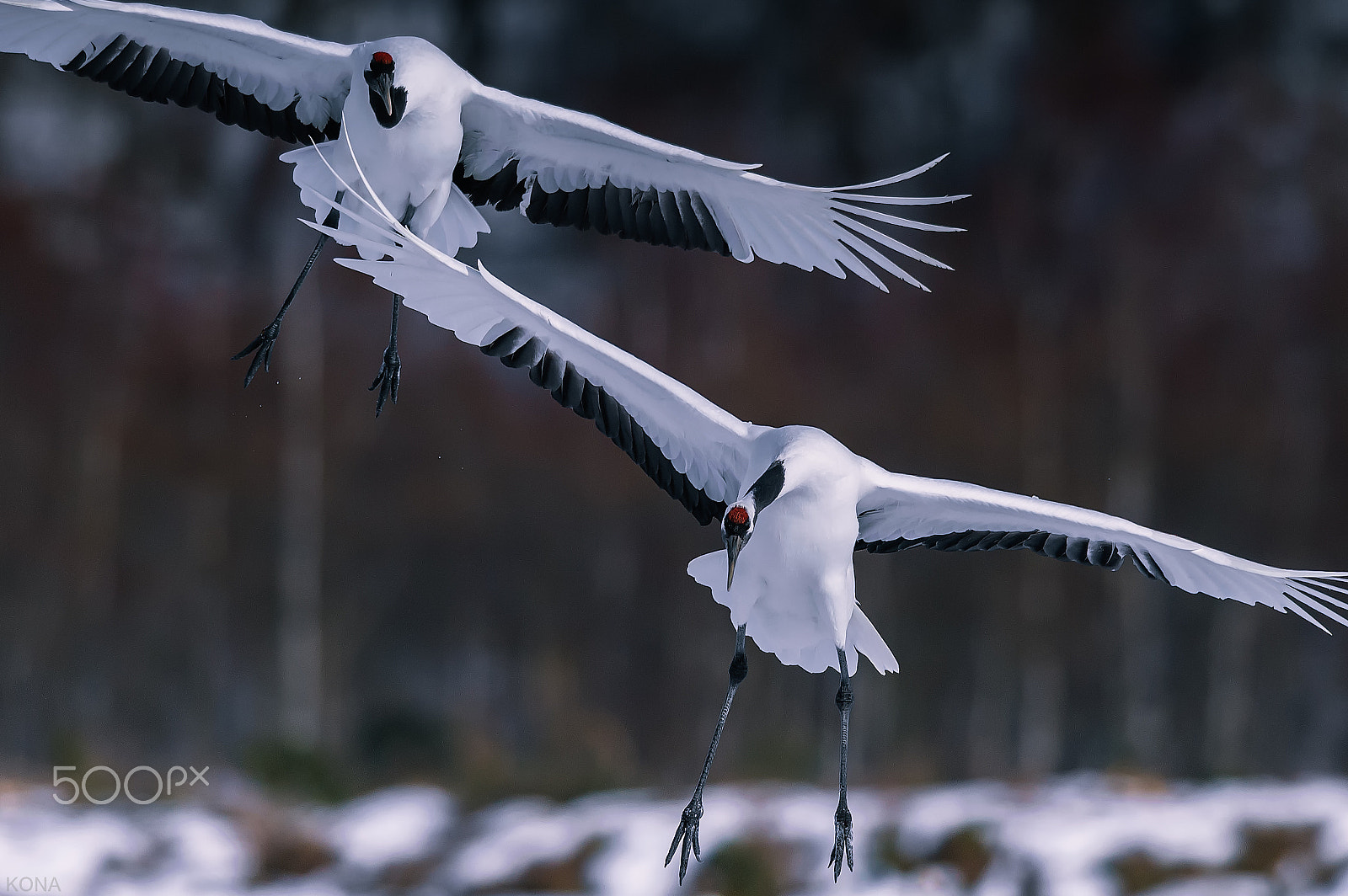 Nikon AF-S Nikkor 400mm F2.8G ED VR II sample photo. 丹頂 photography