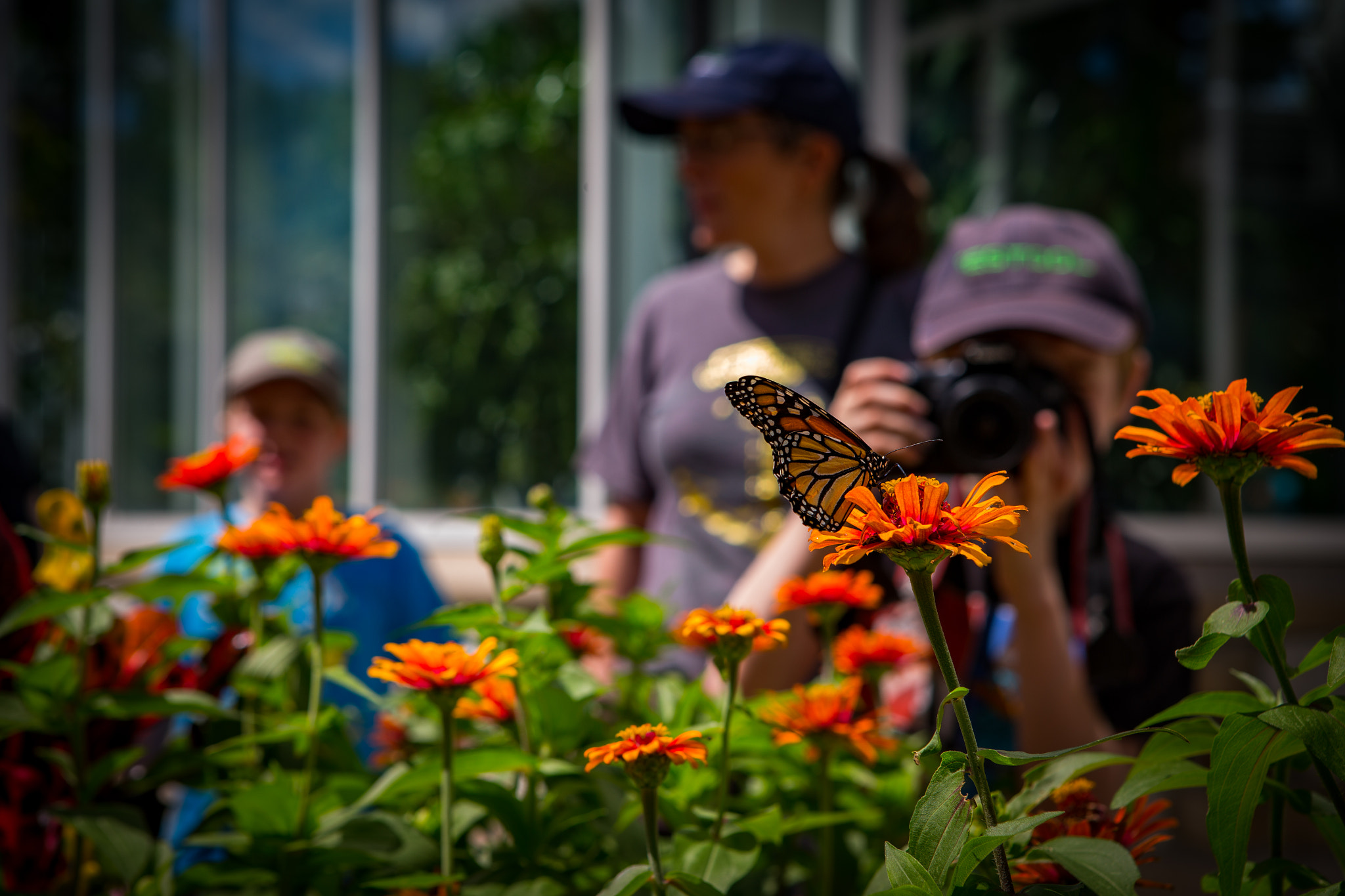 Canon EOS-1D C + Canon EF 24-70mm F2.8L USM sample photo. Jorn butterfly photography