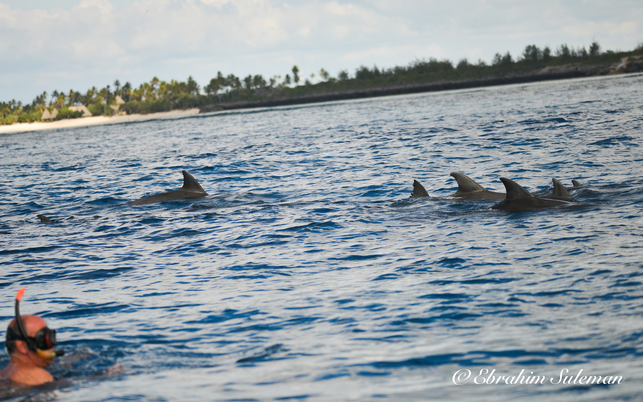 Sigma 150-600mm F5-6.3 DG OS HSM | S sample photo. Dolphin scene photography