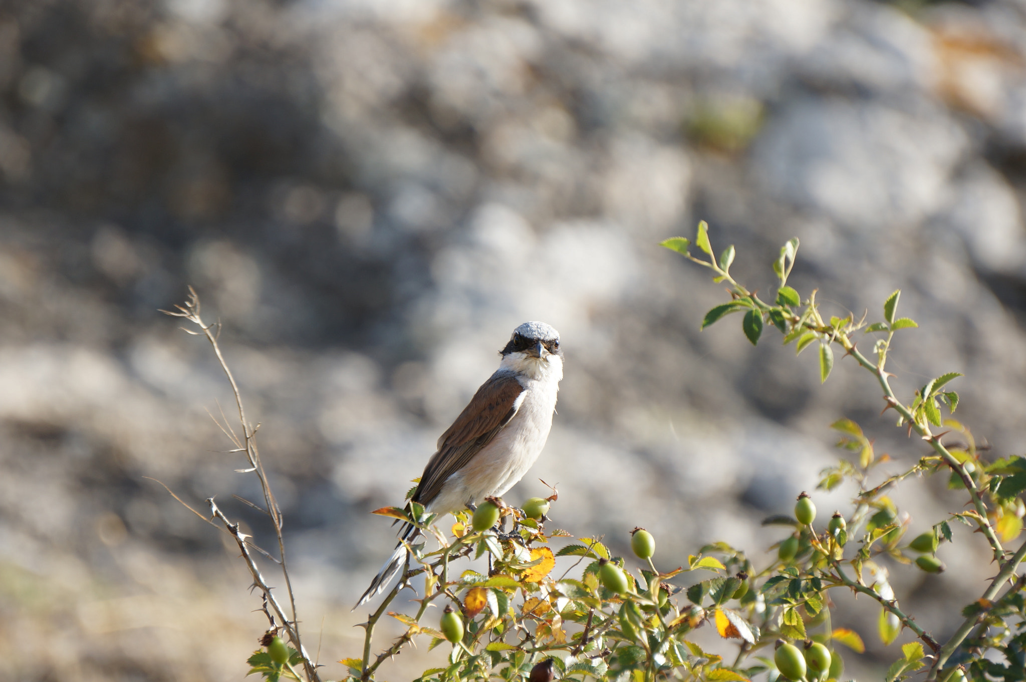 Sony E 55-210mm F4.5-6.3 OSS sample photo