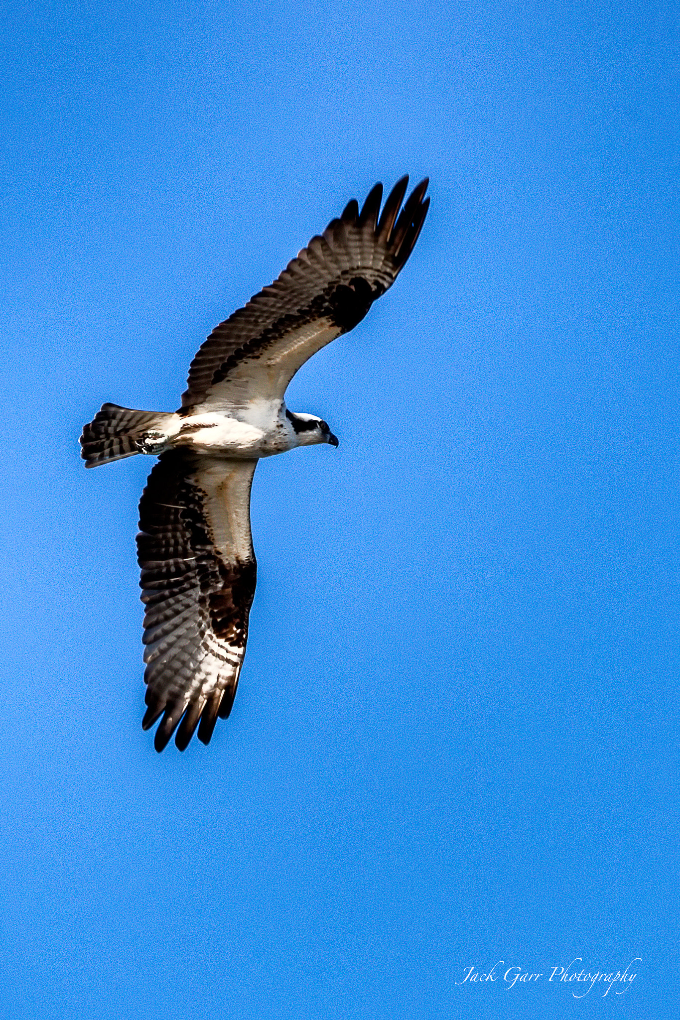 Canon EOS 5DS + 150-600mm F5-6.3 DG OS HSM | Sports 014 sample photo. Osprey flying photography