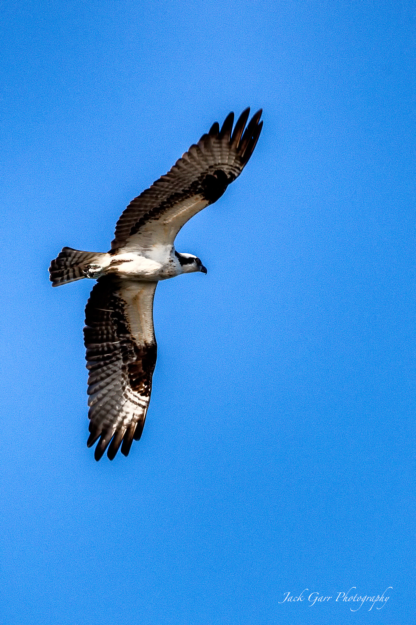 150-600mm F5-6.3 DG OS HSM | Sports 014 sample photo. Osprey flying photography