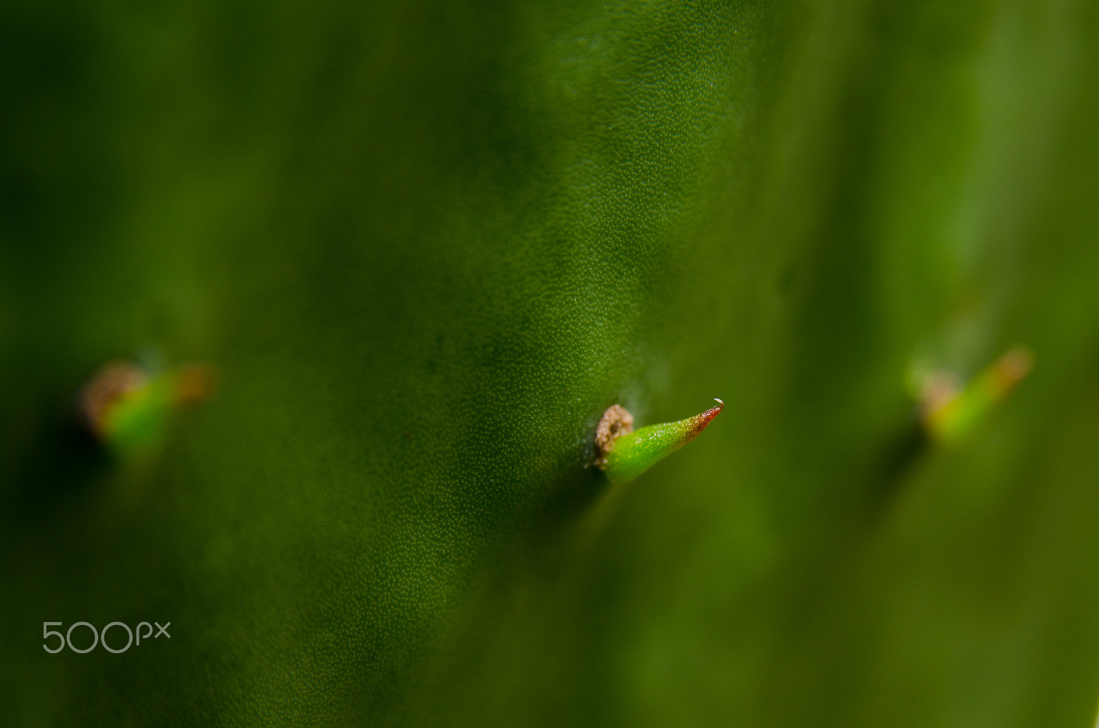 AF Zoom-Nikkor 28-105mm f/3.5-4.5D IF sample photo. Espinas photography