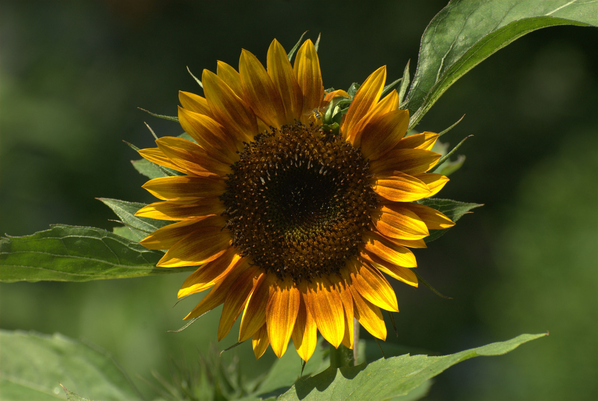 Nikon D200 + Manual Lens No CPU sample photo. Sunflower swindler garden photography
