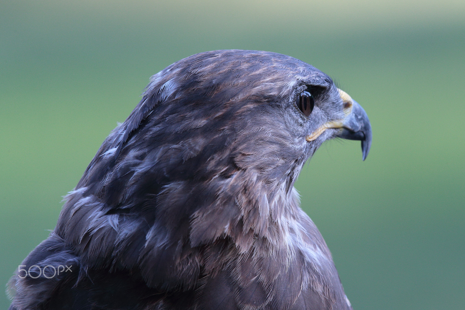 Canon EOS-1D X sample photo. Buzzard photography