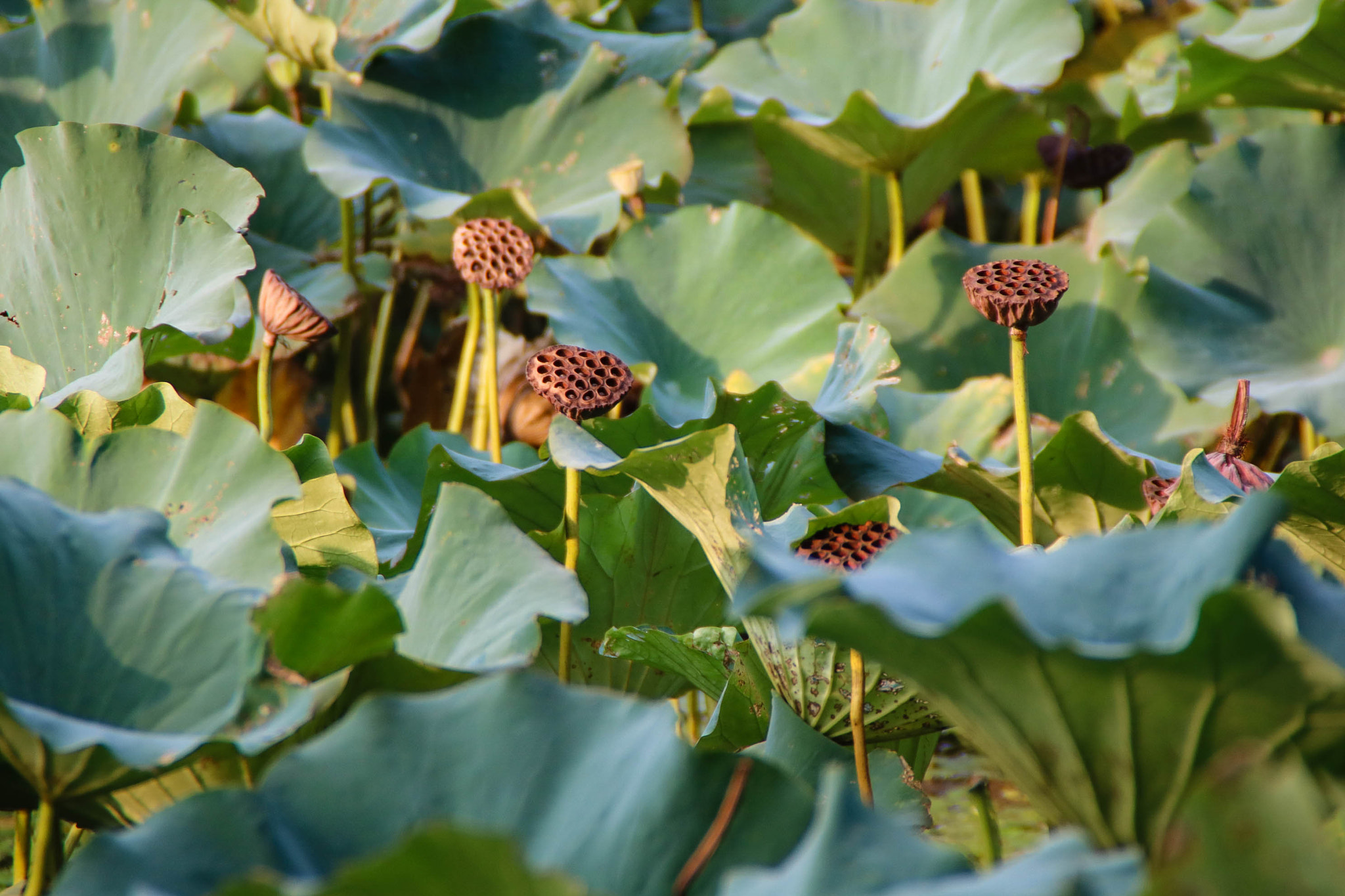 Canon EOS 750D (EOS Rebel T6i / EOS Kiss X8i) sample photo. Img photography