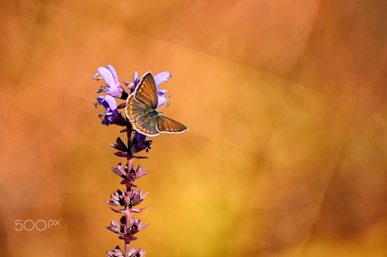 Canon EF 70-210mm f/4 sample photo. Geometry photography