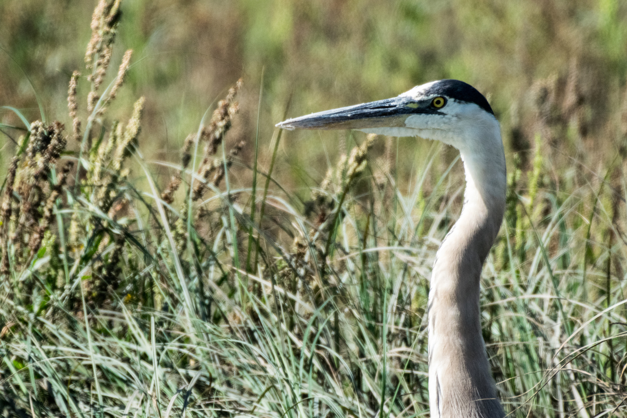 Nikon AF-S Nikkor 200-500mm F5.6E ED VR sample photo. Dsc photography