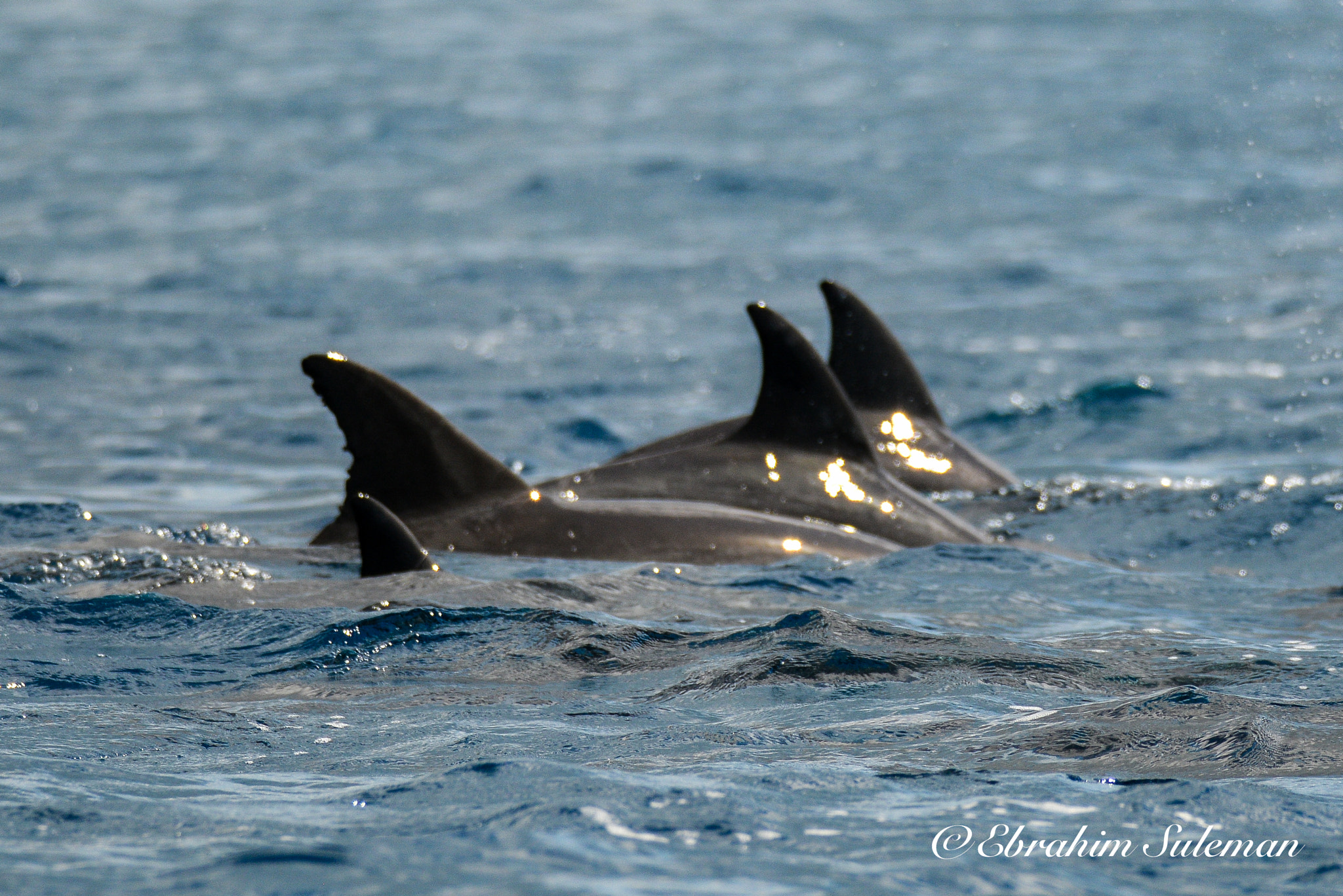 Sigma 150-600mm F5-6.3 DG OS HSM | S sample photo. Wet look photography