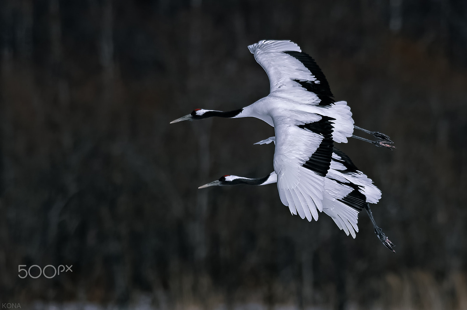 Nikon AF-S Nikkor 400mm F2.8G ED VR II sample photo. Tantyou photography