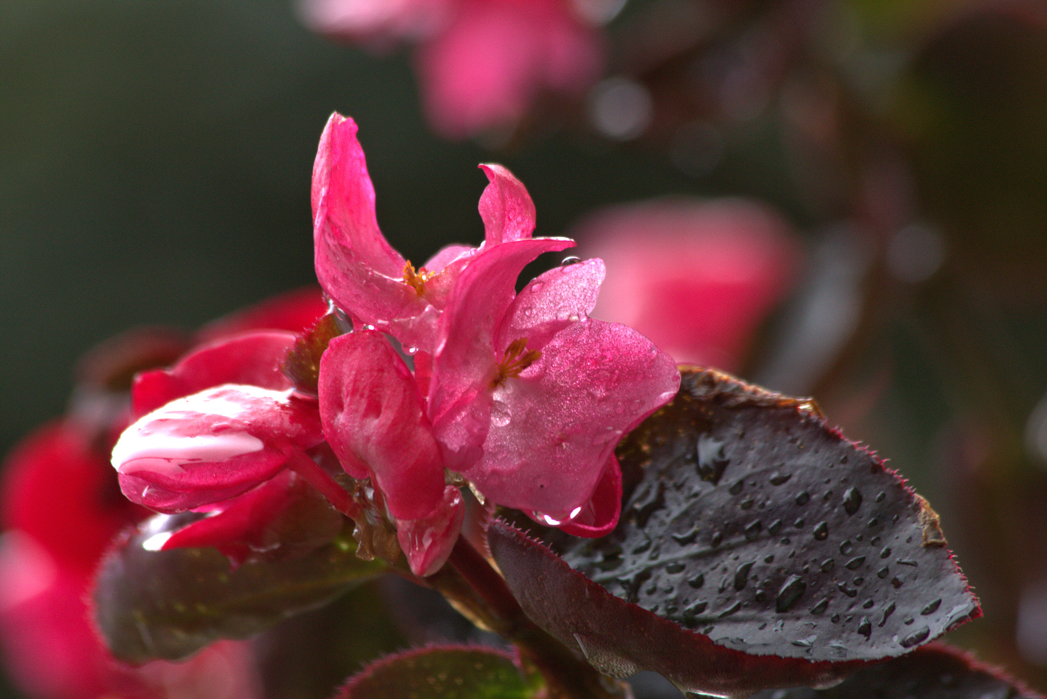 Canon EF 70-300mm F4-5.6 IS USM sample photo. Fleur et pluie photography