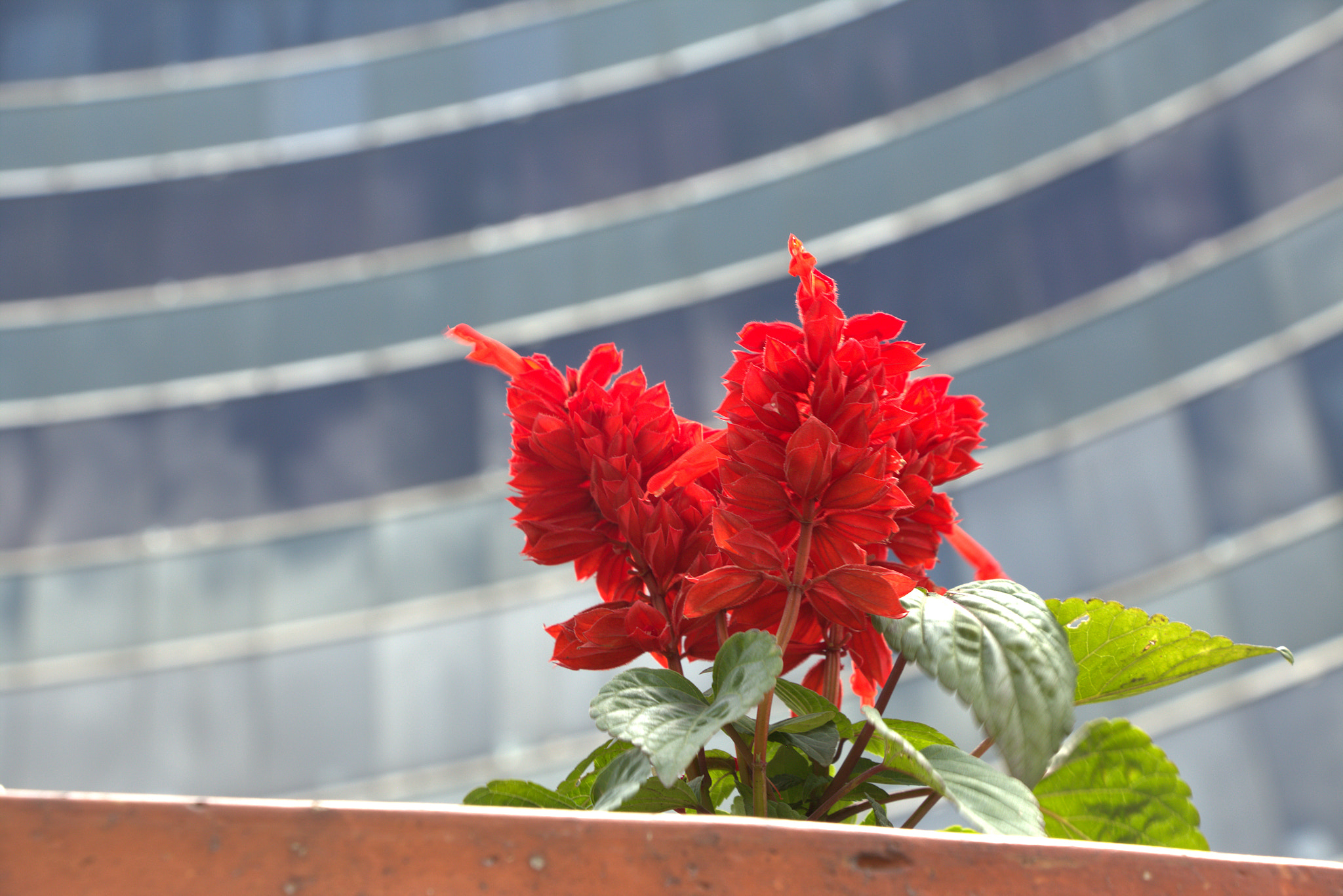 Canon EOS 700D (EOS Rebel T5i / EOS Kiss X7i) sample photo. Fleur urbaine photography
