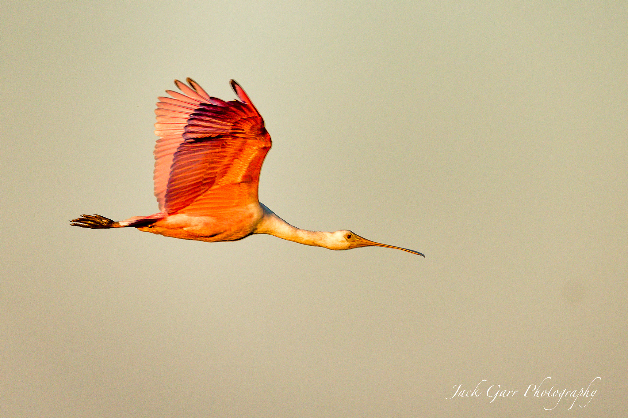 150-600mm F5-6.3 DG OS HSM | Sports 014 sample photo. Spoonbill in flight at sunset photography