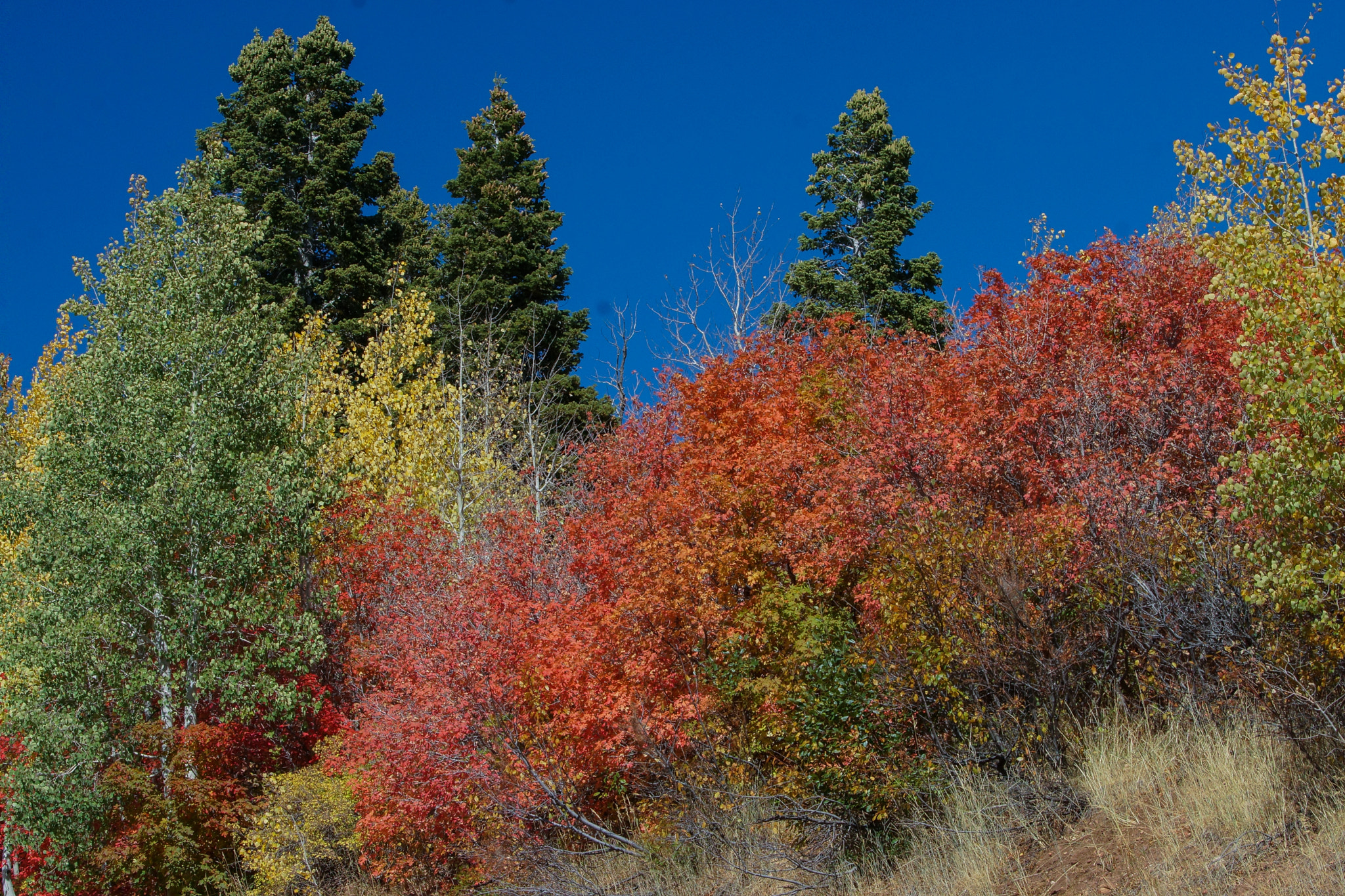 Sony SLT-A77 + Sony 70-400mm F4-5.6 G SSM sample photo. Nebo scenic byway-3 photography