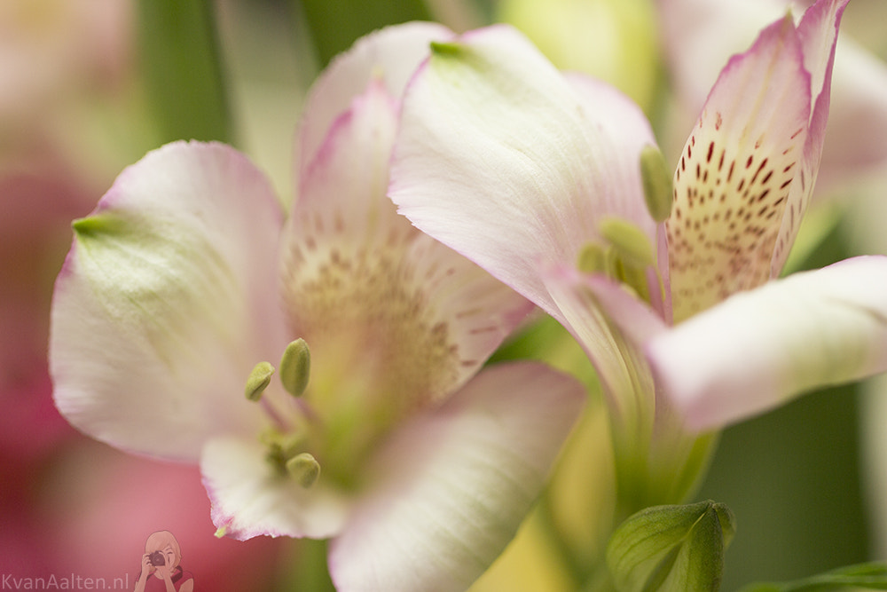 Canon EOS 700D (EOS Rebel T5i / EOS Kiss X7i) + Canon EF 100mm F2.8L Macro IS USM sample photo. Alstroemeria photography