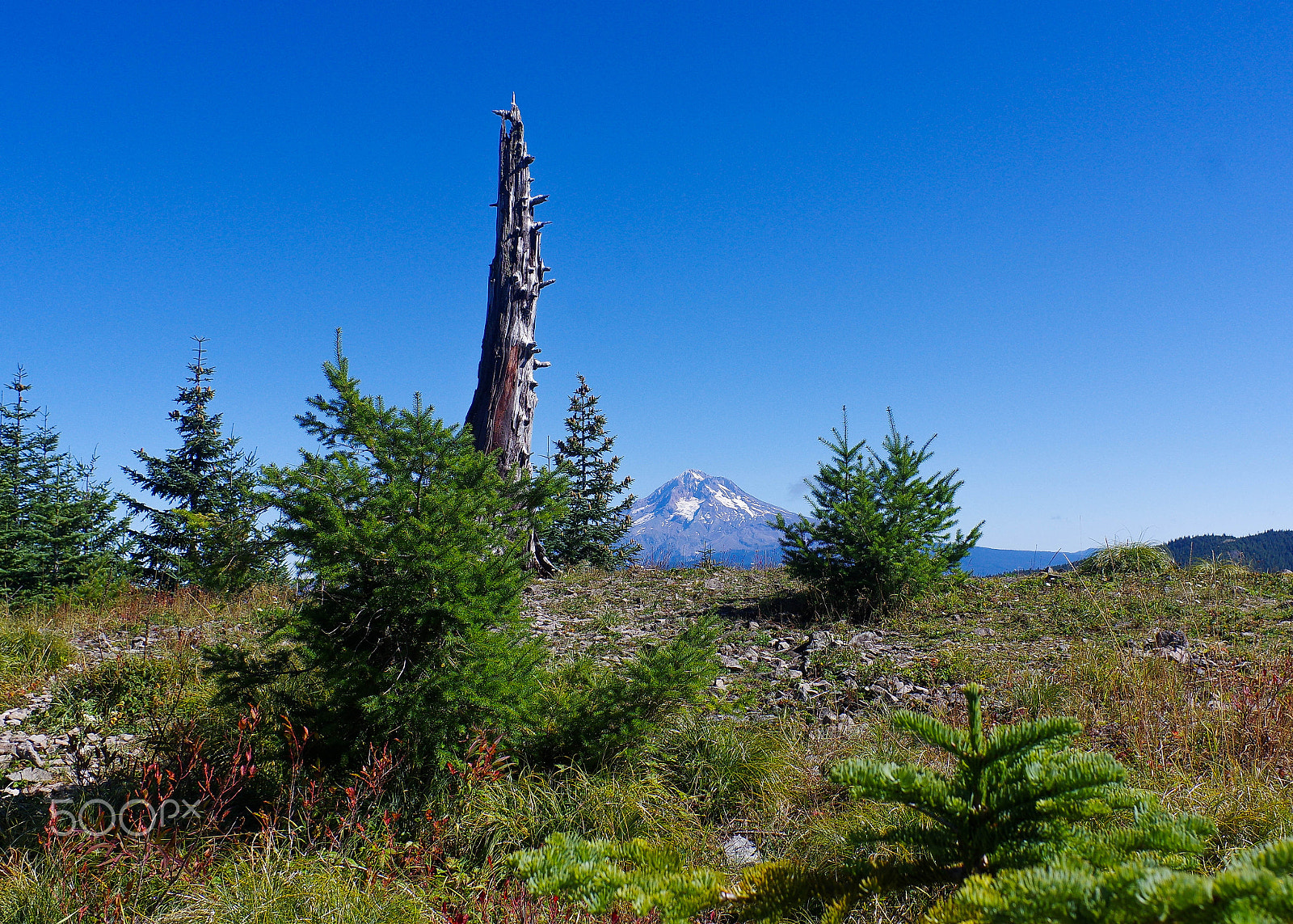 Pentax smc DA 21mm F3.2 AL Limited sample photo. Wy'east from wildcat mountain photography