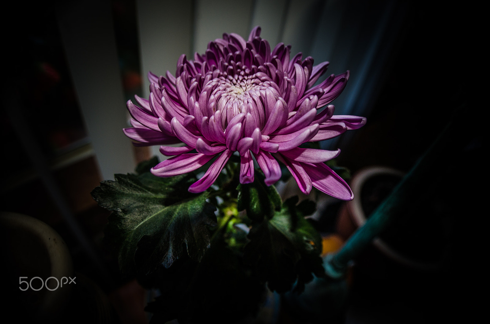 Nikon D7000 sample photo. Purple flower (re-edited) photography