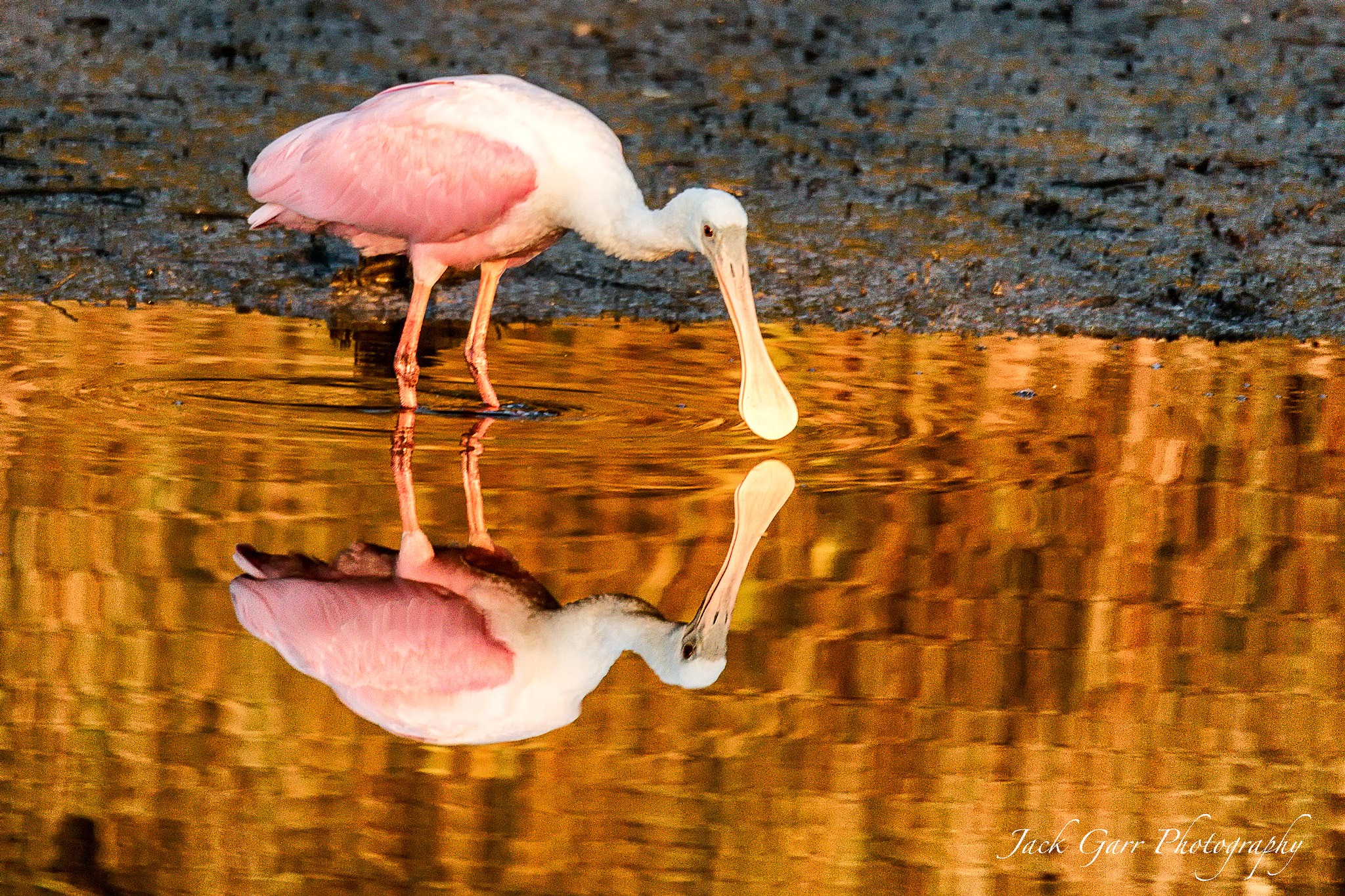150-600mm F5-6.3 DG OS HSM | Sports 014 sample photo. Spoonbill feeding at sunset photography