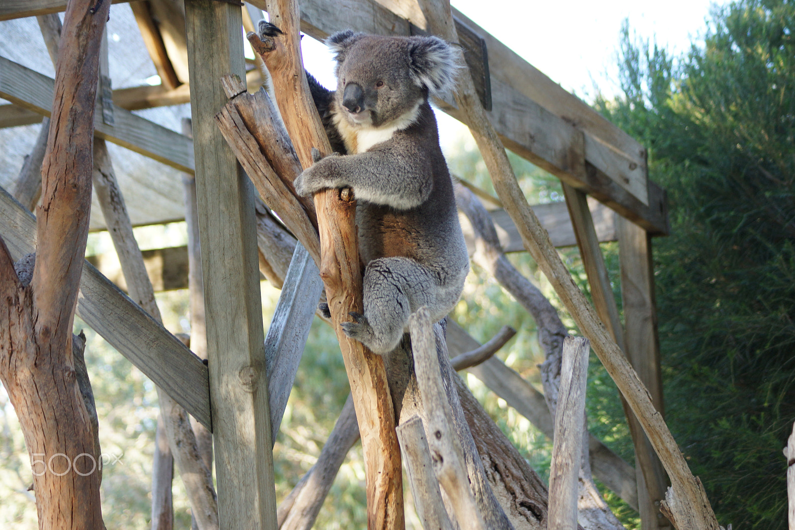 Sony DT 55-200mm F4-5.6 SAM sample photo. Koala bear. photography