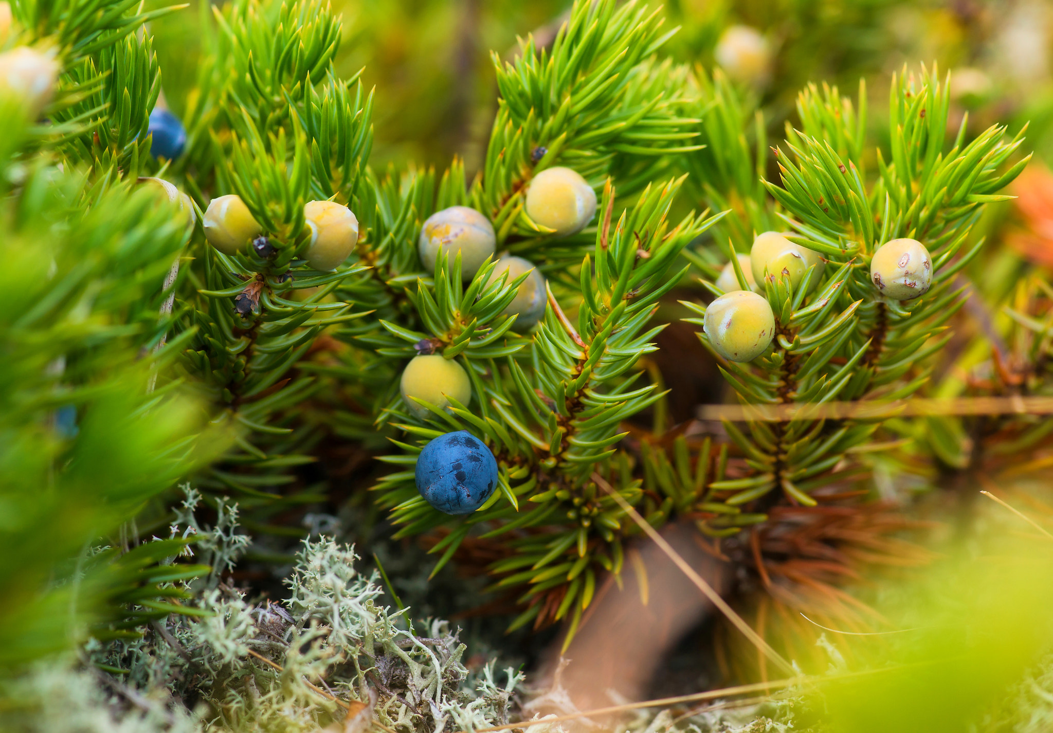 Sony Alpha DSLR-A850 + Minolta AF 100mm F2.8 Macro [New] sample photo. Wild berry. photography